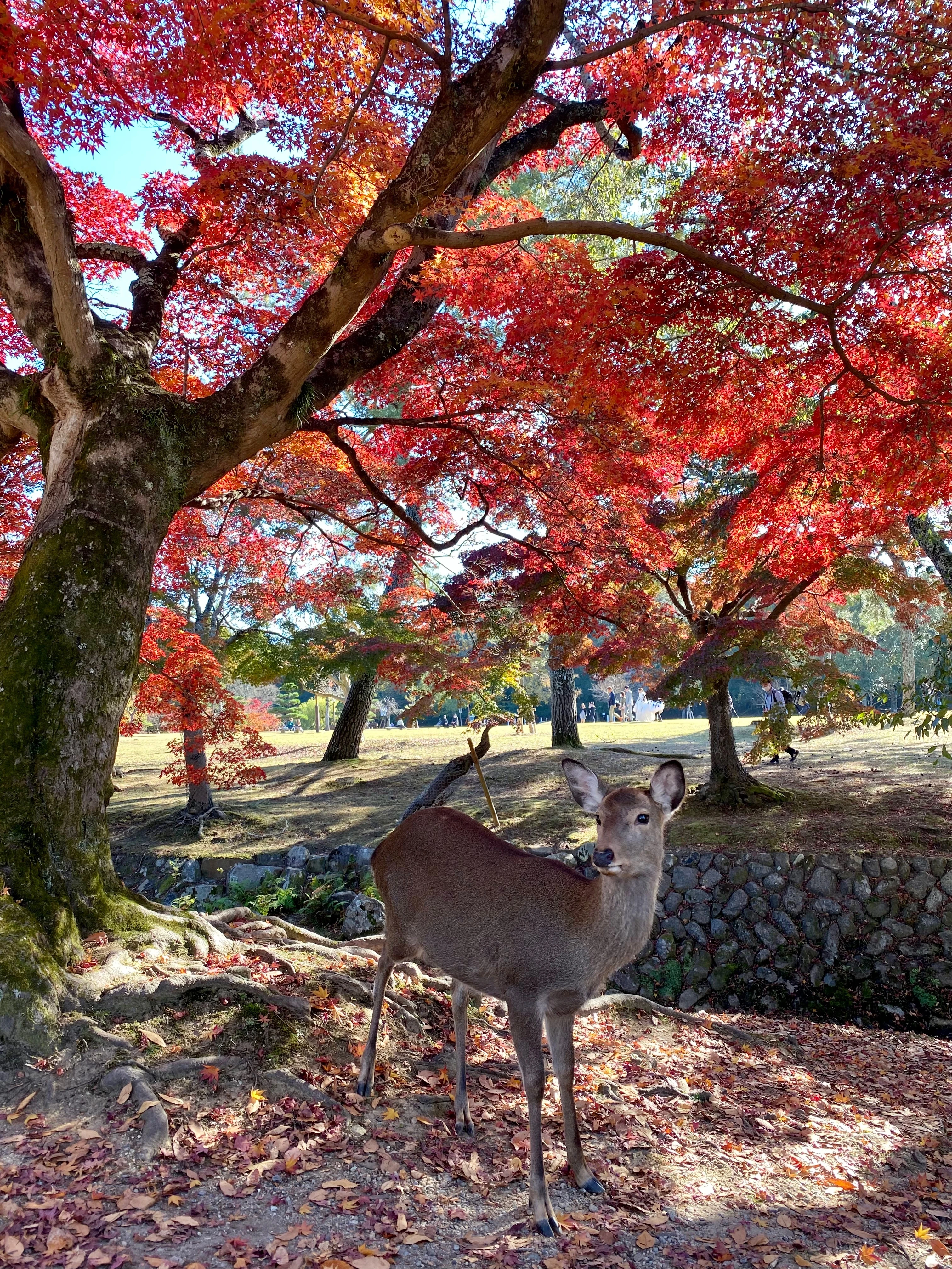 奈良公園　紅葉　鹿