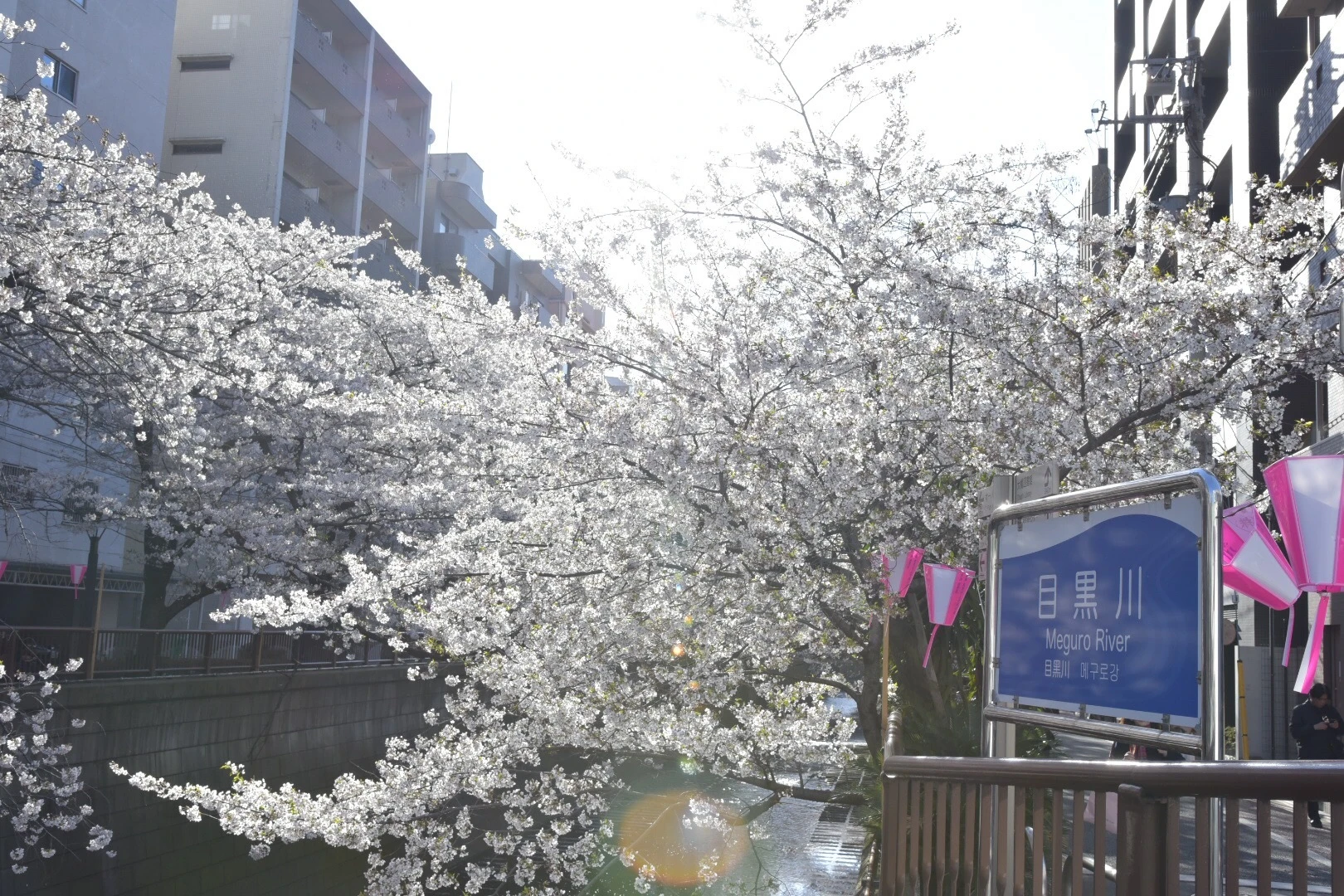 Vol.71♡【2019】目黒川の桜・お花見情報_1_1