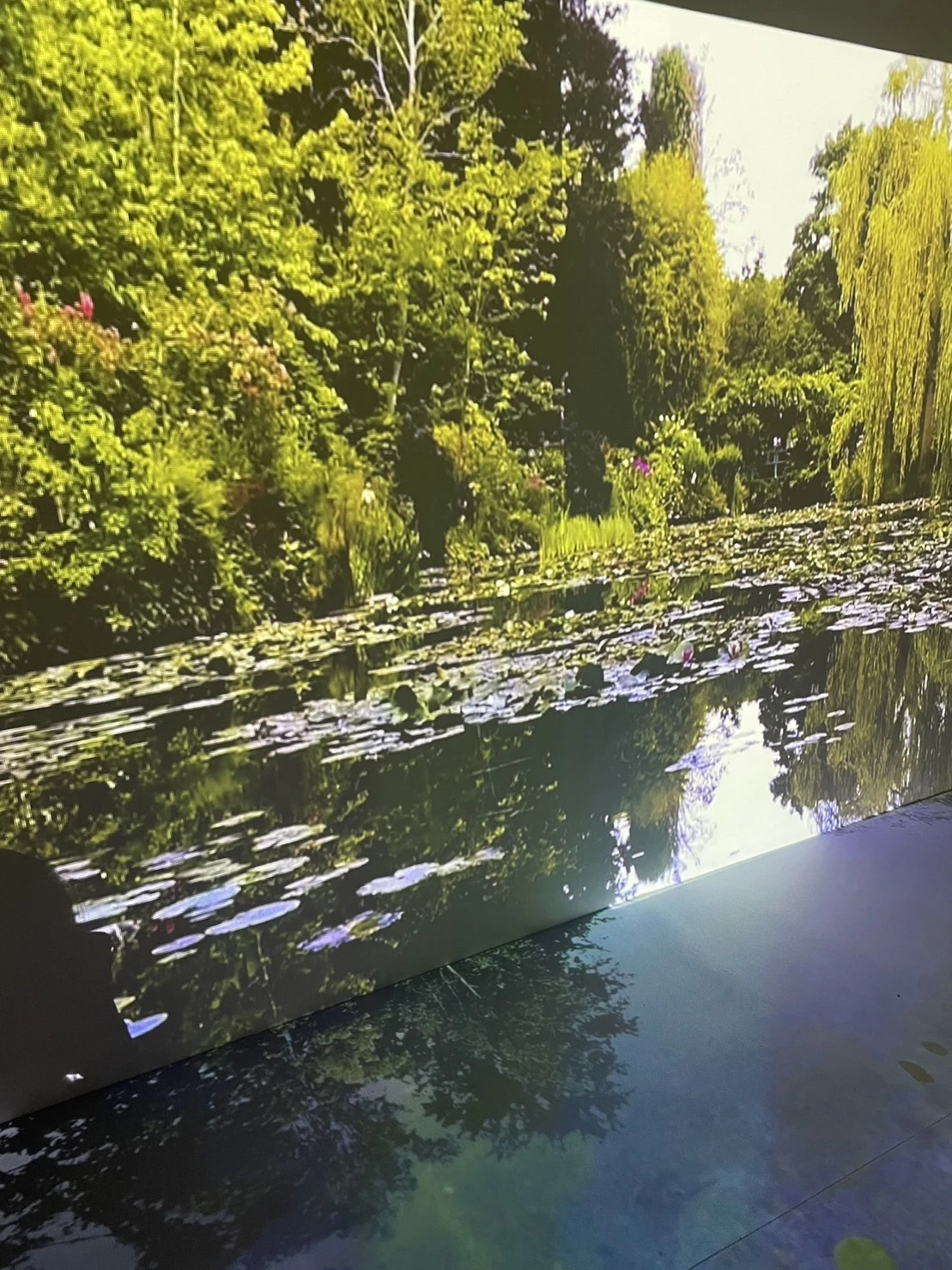 蓮の池の写真