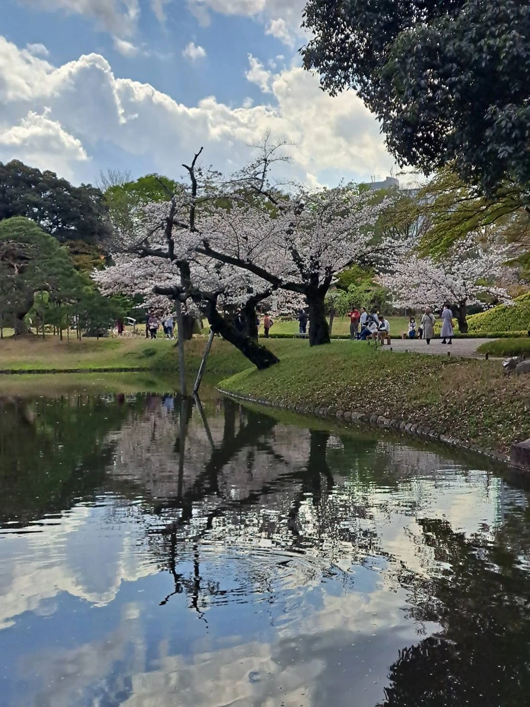小石川後楽園　桜