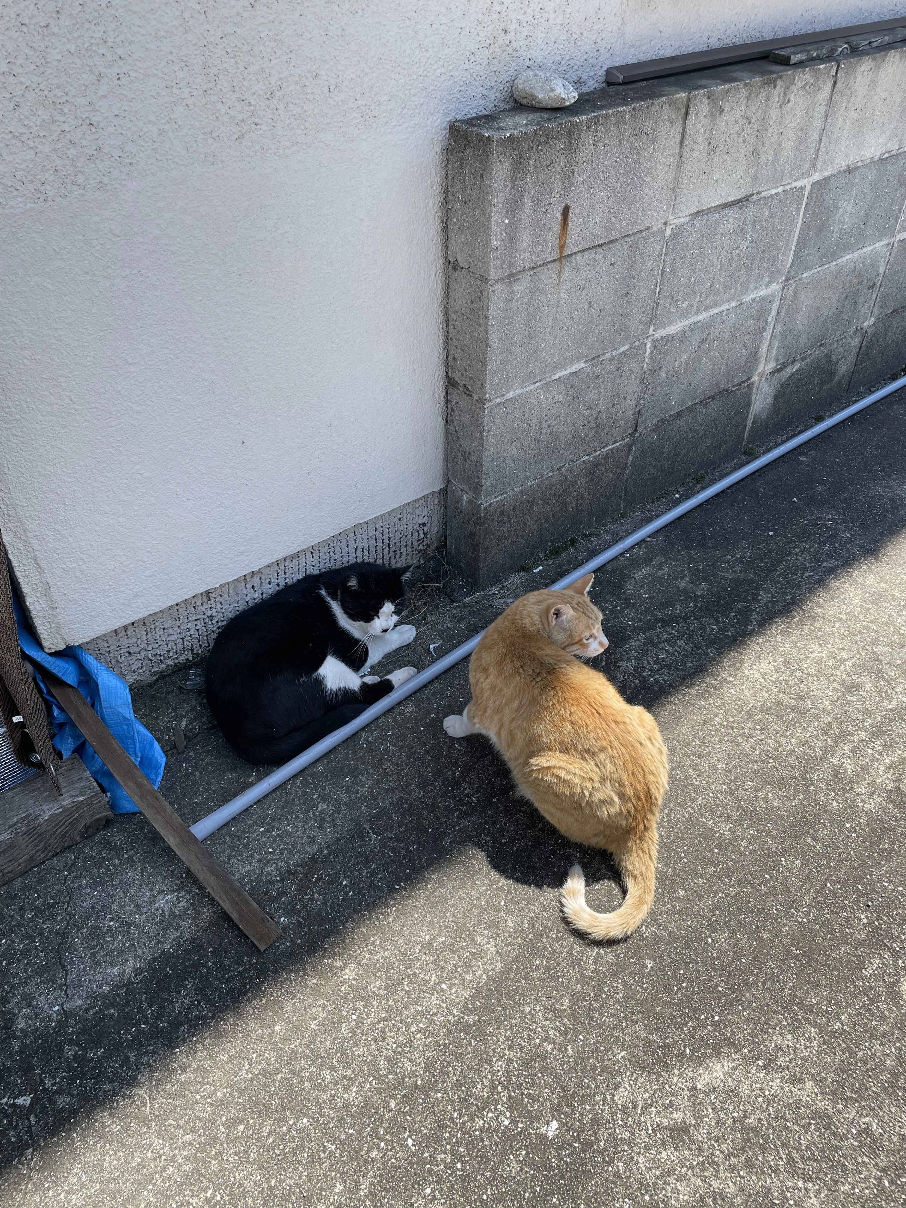 黒猫と茶白の猫