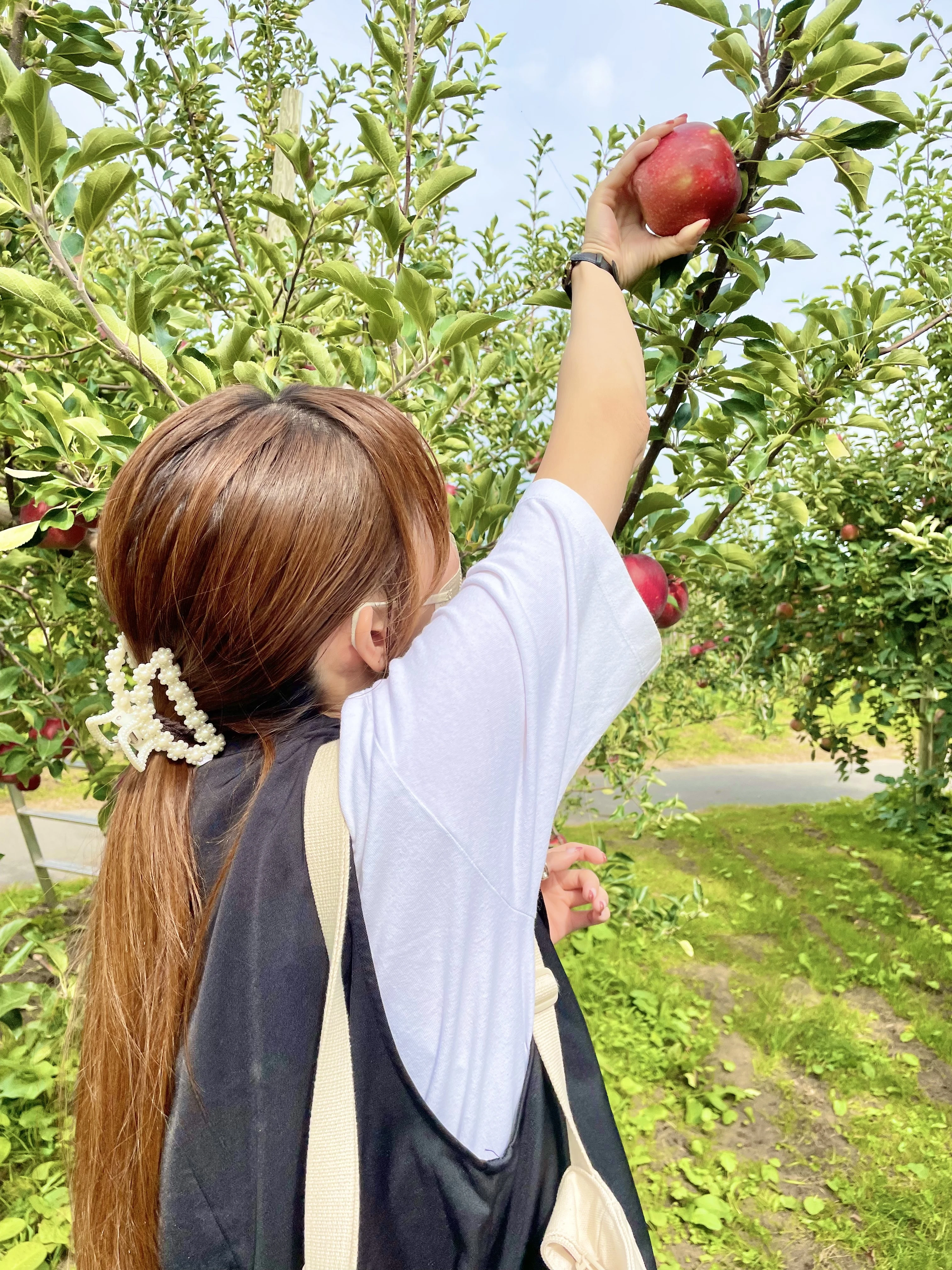【りんご狩り】青森県でりんごを楽しみたいならここ！弘前市「りんご公園」_1_3