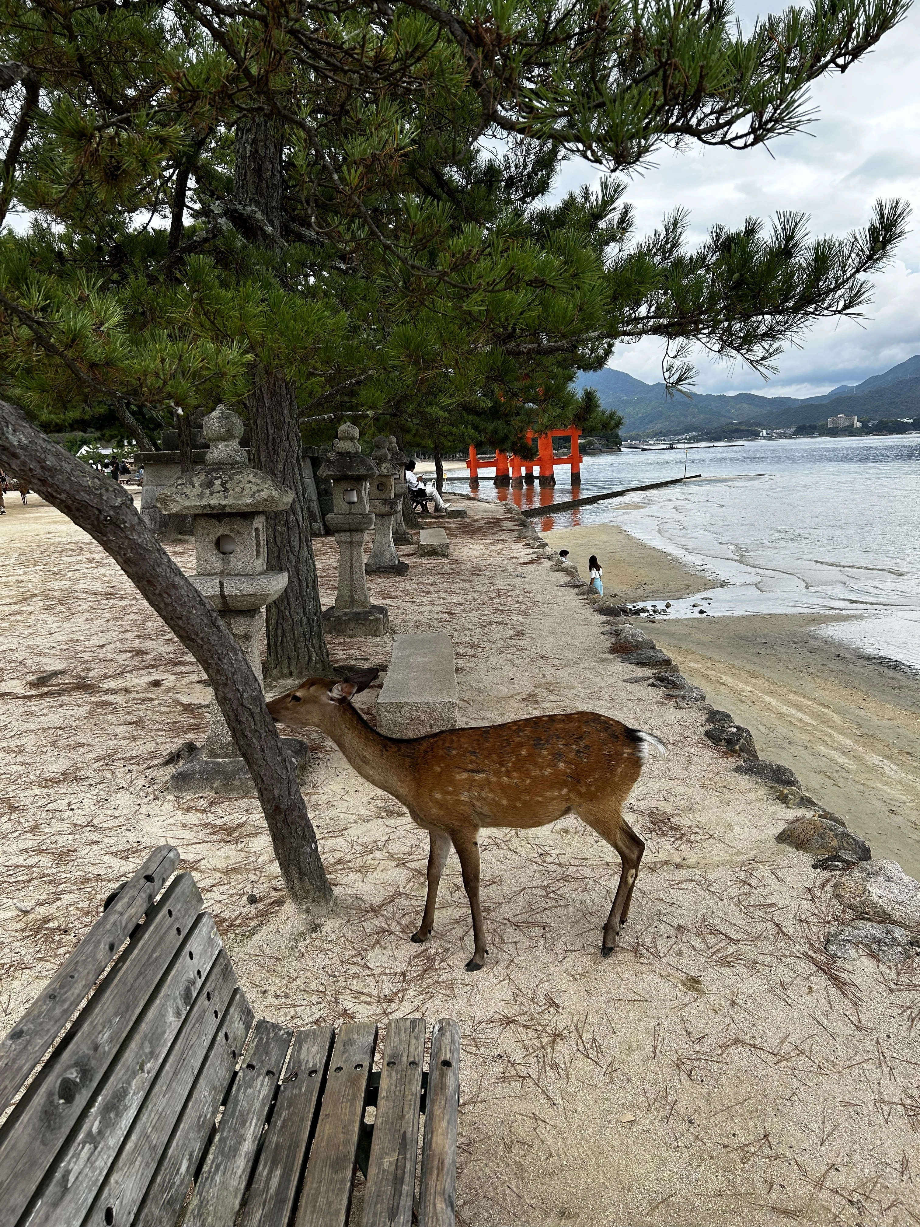 宮島に生息する鹿の様子