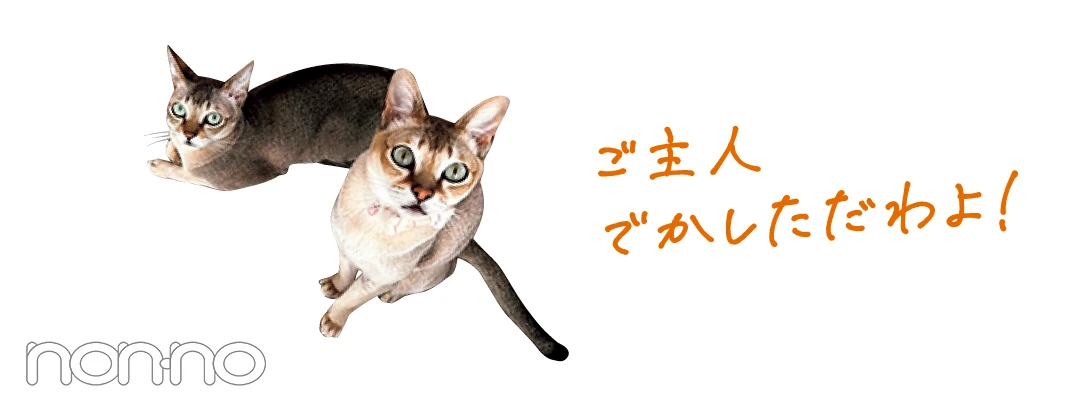 貴島明日香卒業猫カット2-3