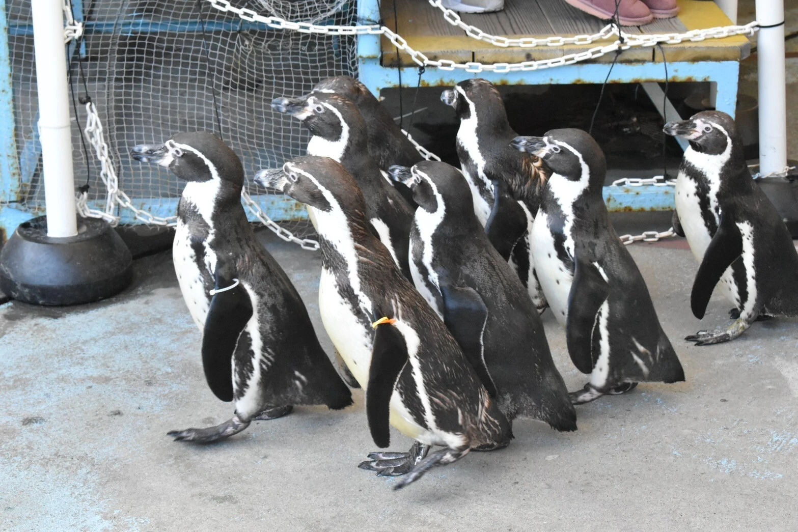 鳥羽水族館 ペンギン 鳥羽 三重旅行