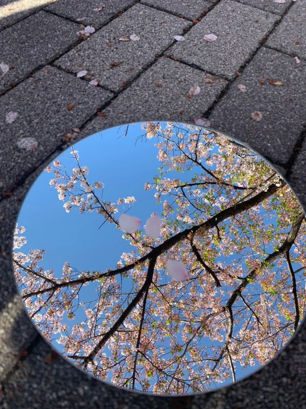 桜 鏡 写真
