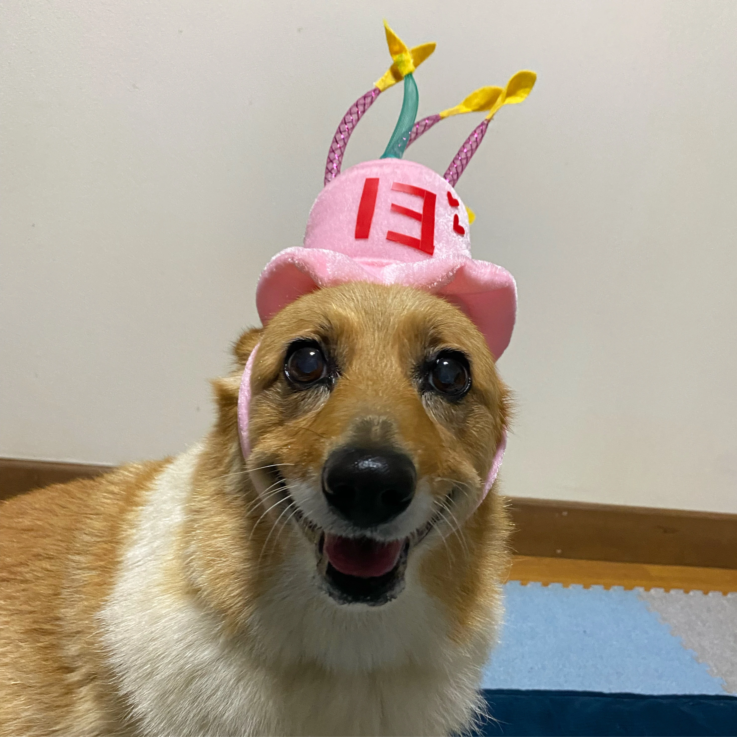 カチューシャを付けて誕生日を祝われる愛犬