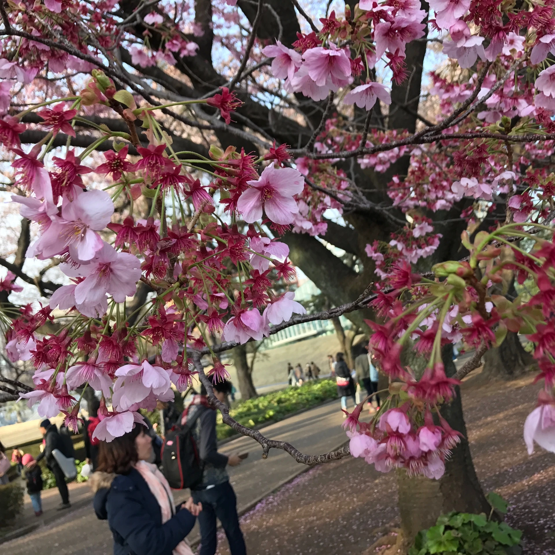 桜の季節ですね…♡_1_4