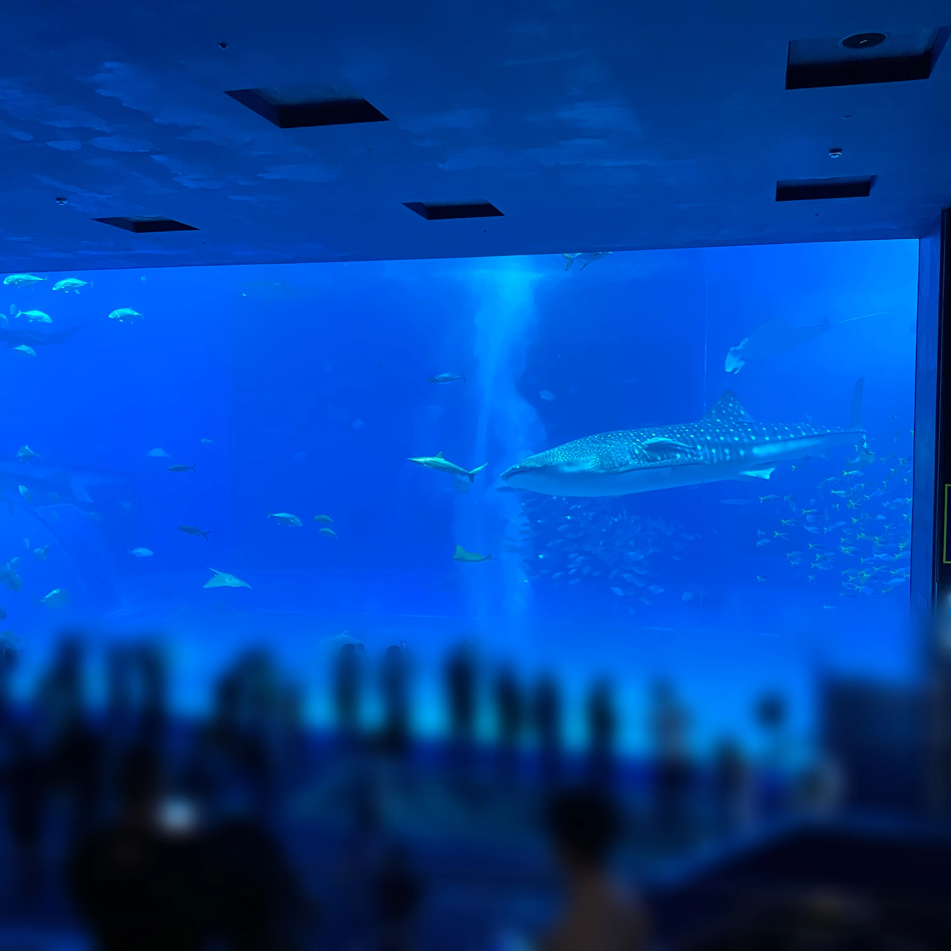美ら海水族館、沖縄観光、水族館