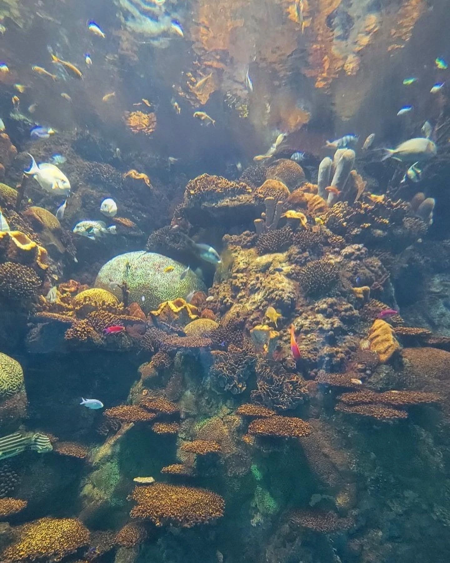 グレートバリアリーフに生息する魚たち