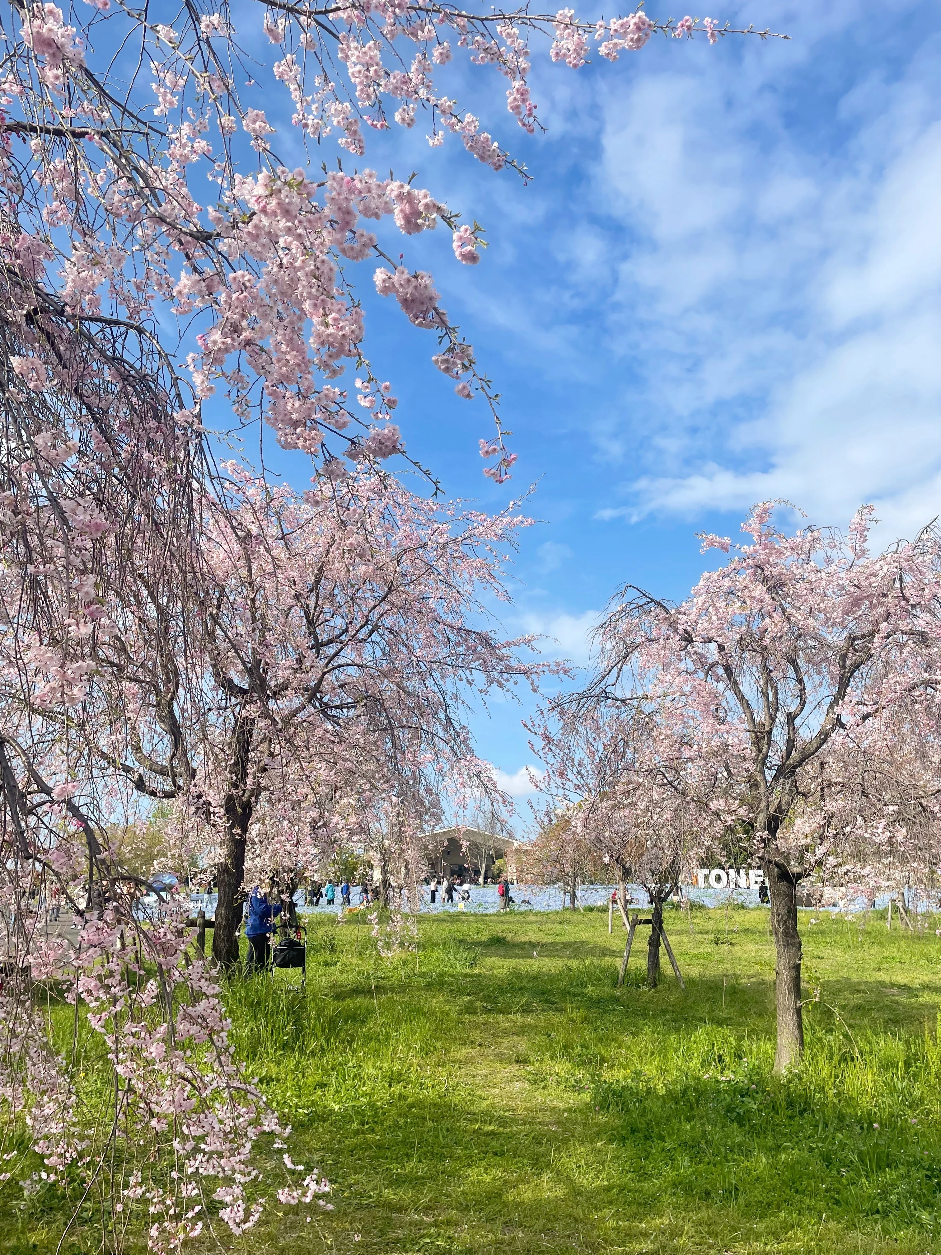 舎人公園　桜　八重桜　