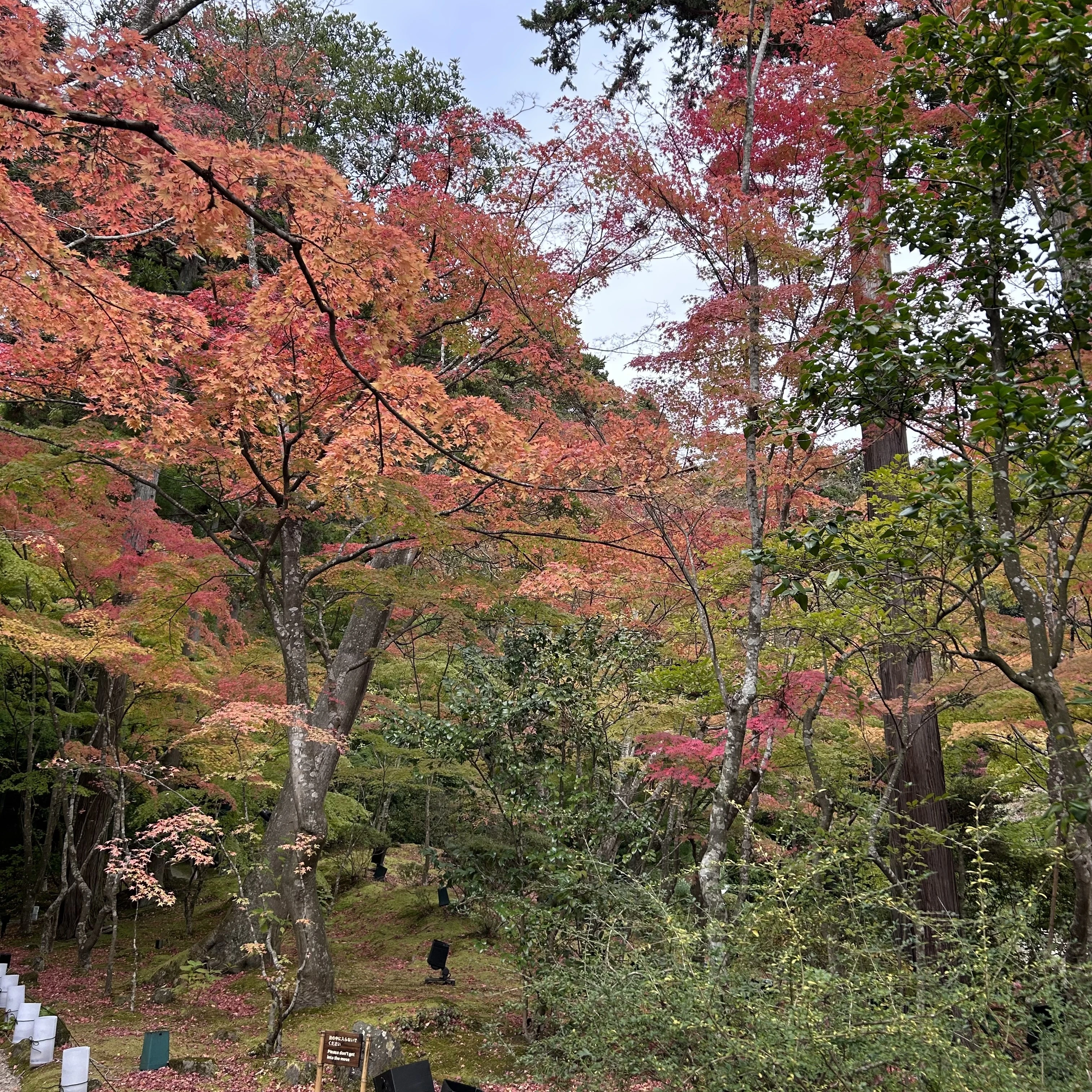 円通院、松島観光、紅葉