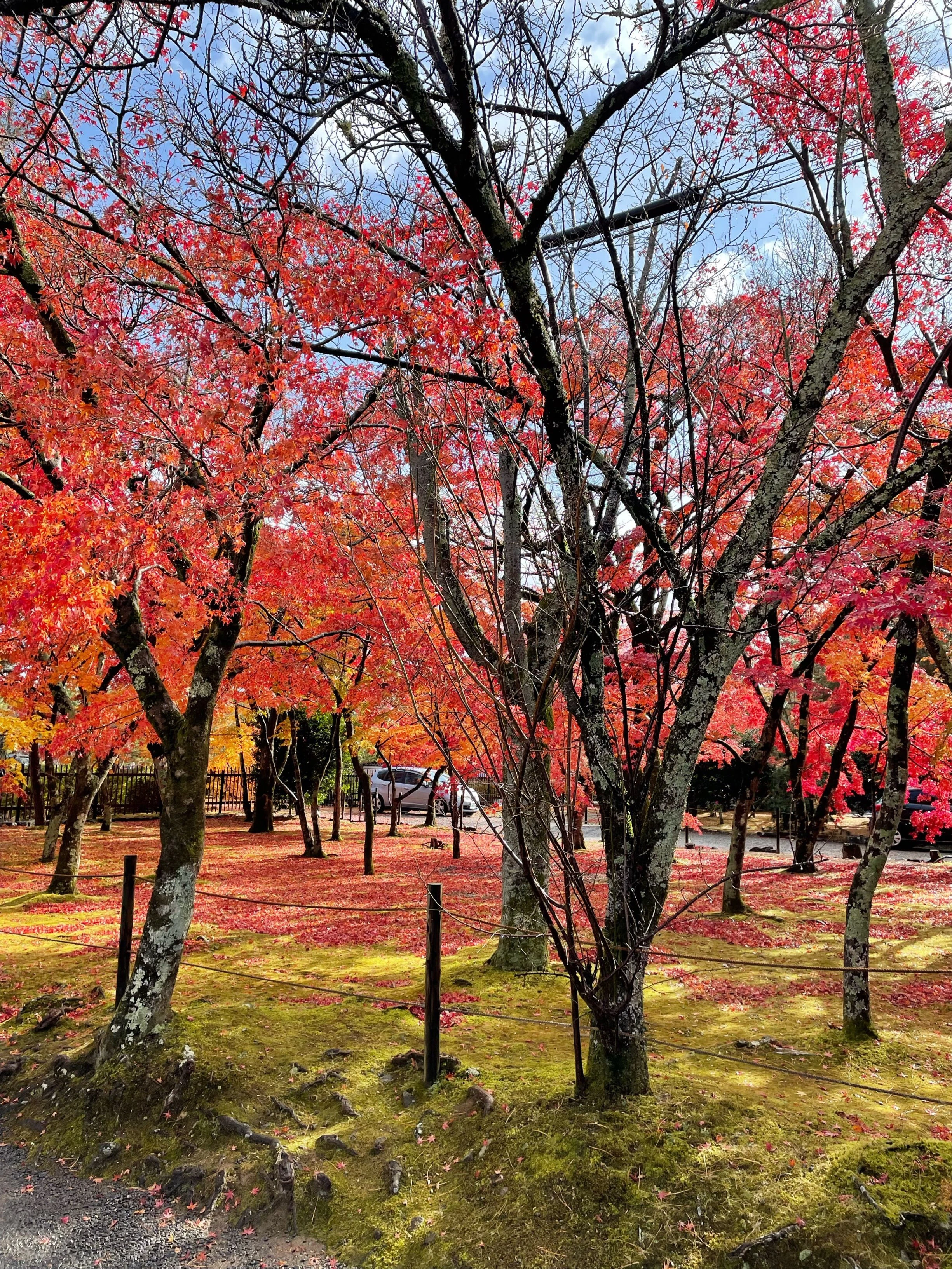 紅葉 嵐山 京都