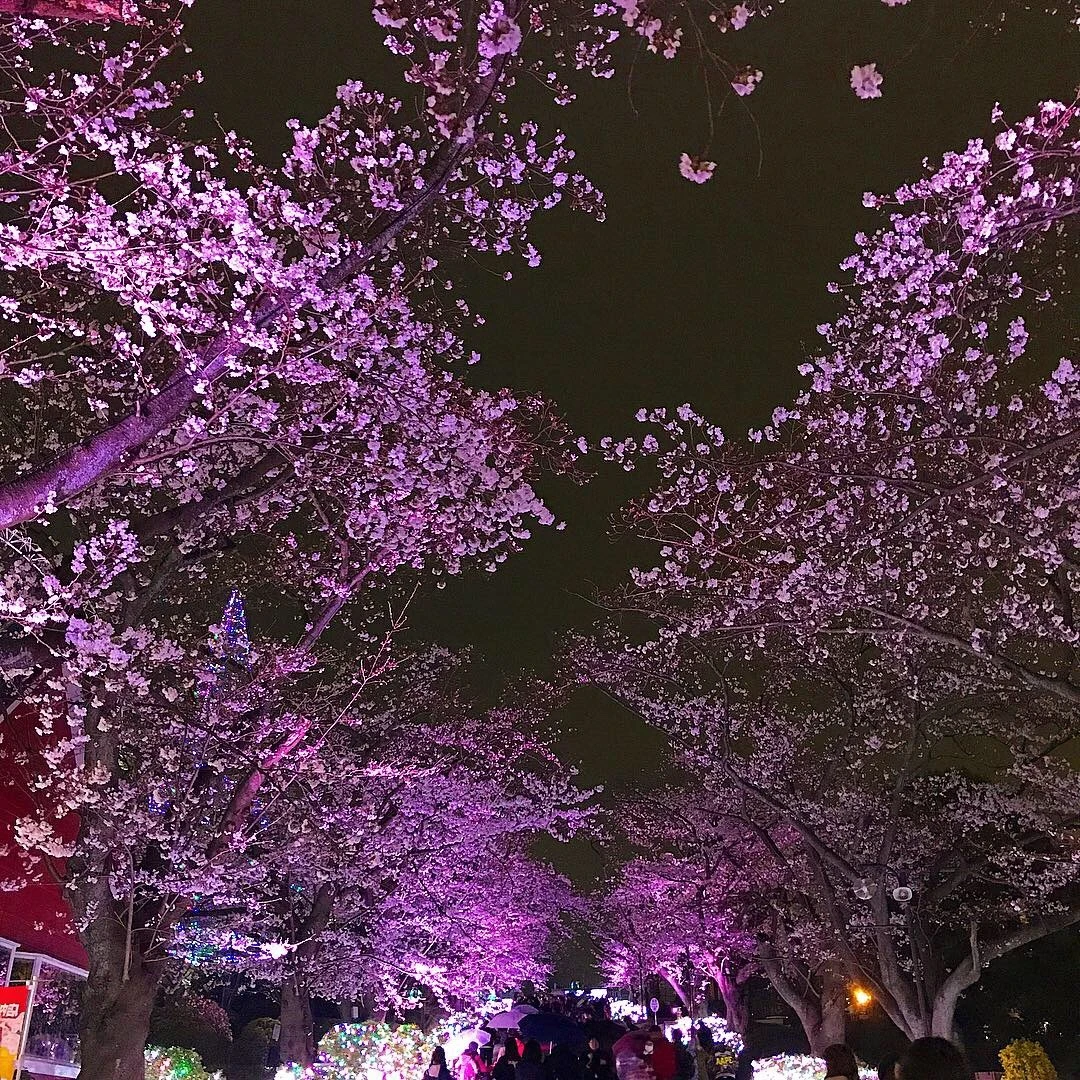 【急げ！】夜桜とイルミネーションを同時に楽しめるおすすめデートスポット ❤︎_1_3-2