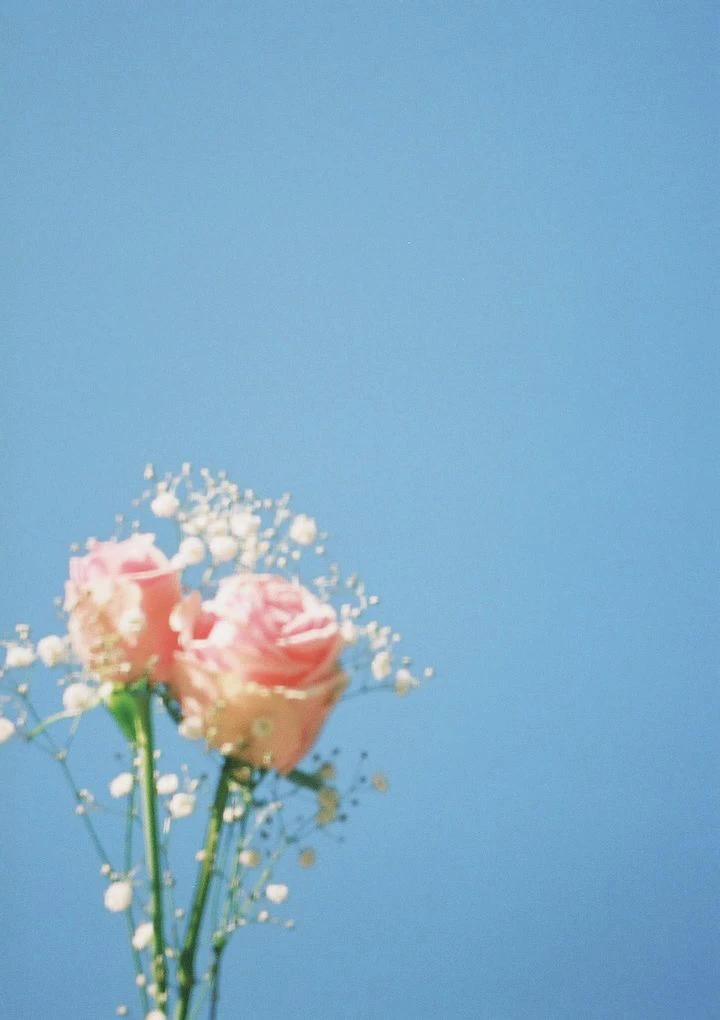 OLYMPUS-PEN EE-3で撮影したバラと霞草