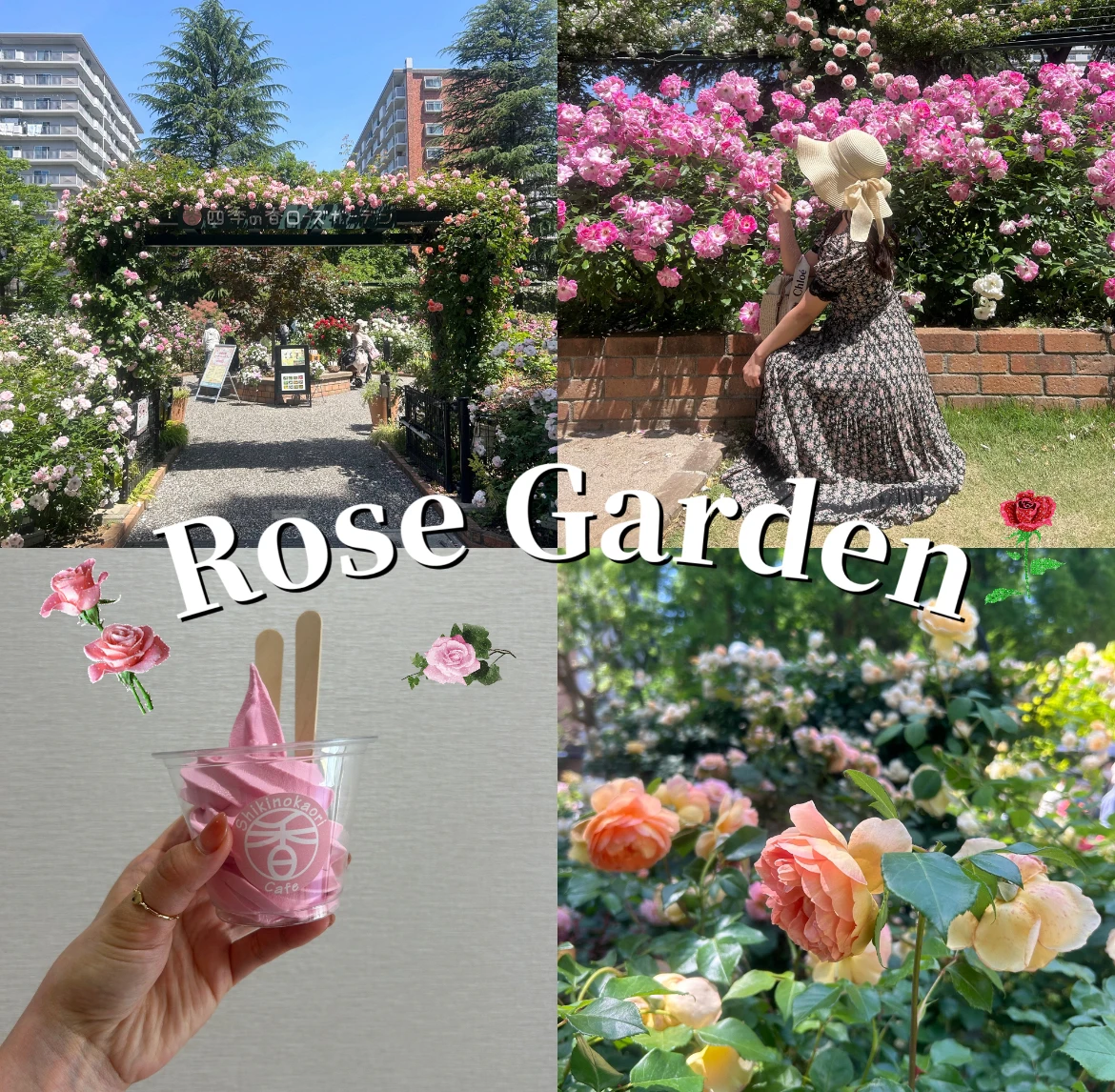 【2024年5月】東京/バラ園  入場無料で楽しめる！「四季の香りローズガーデン」