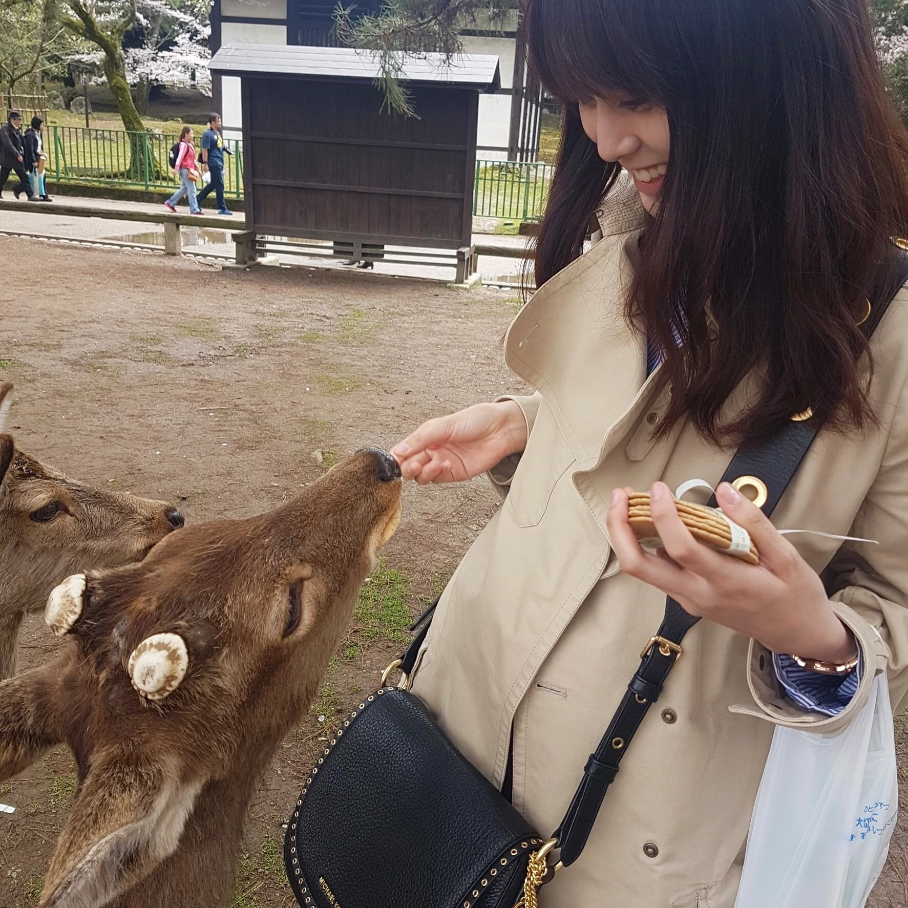 奈良の鹿と触れ合って来ました…！_1_3