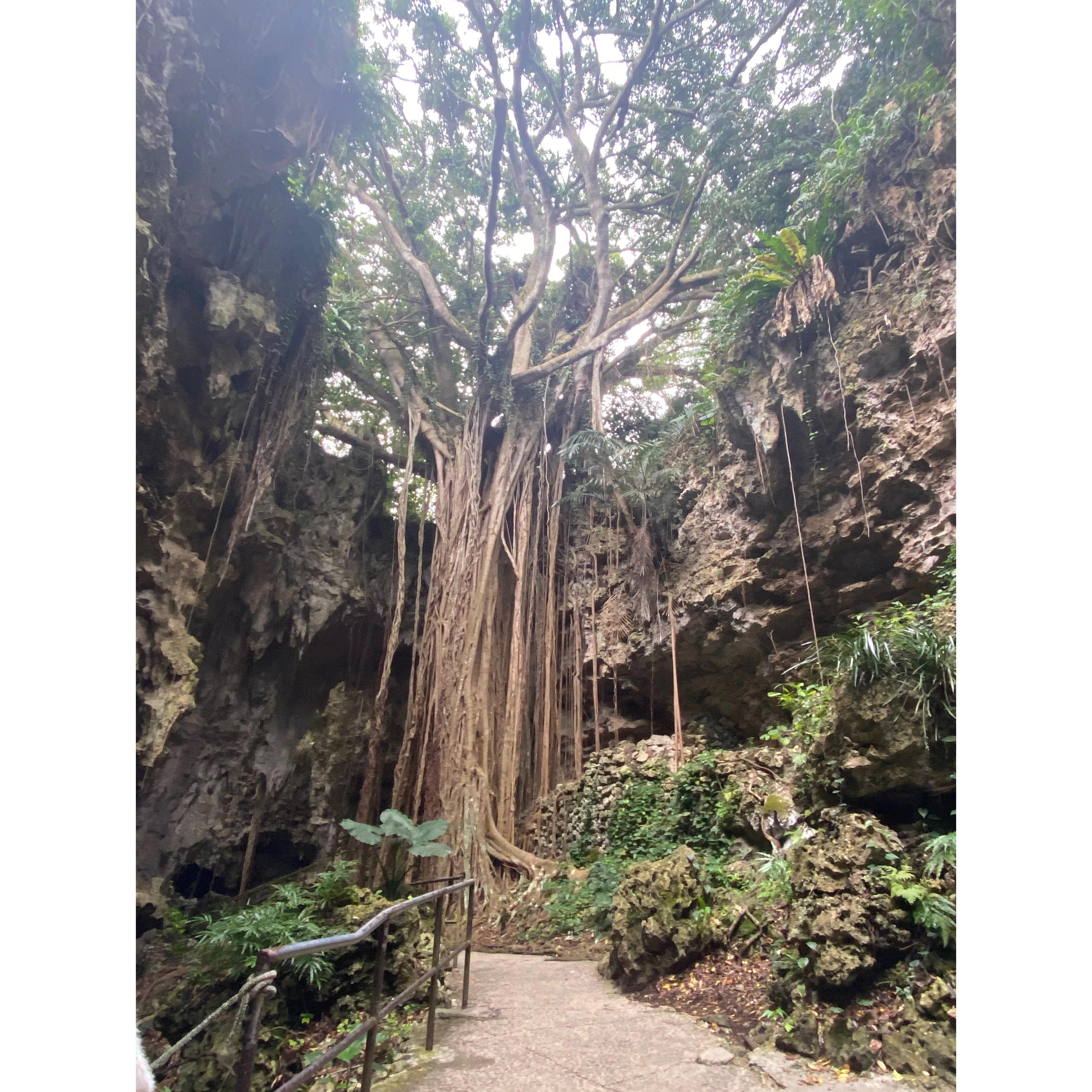 ガンガラーの谷ツアー　ガジュマルの木　写真