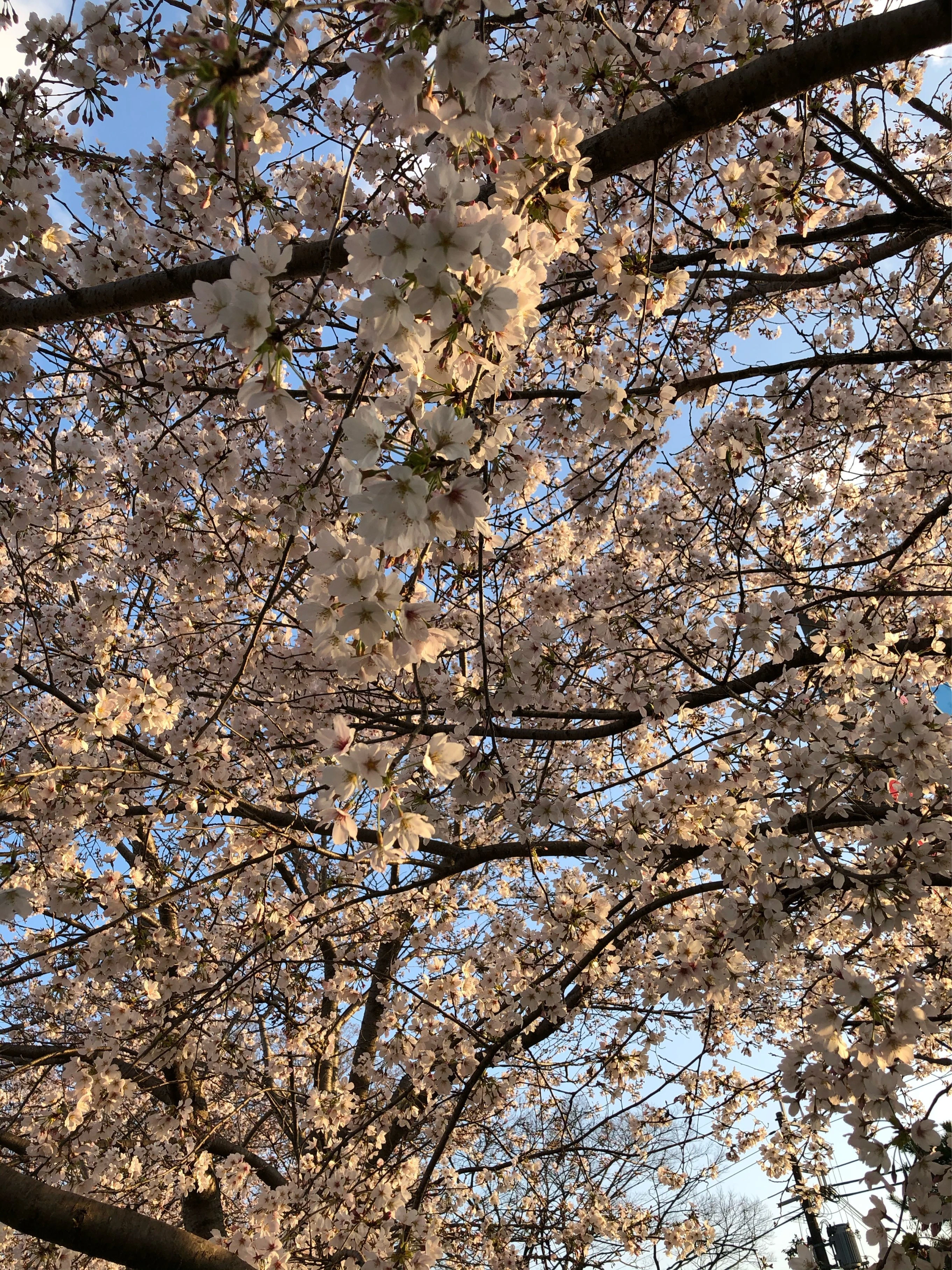桜 写真 夕方