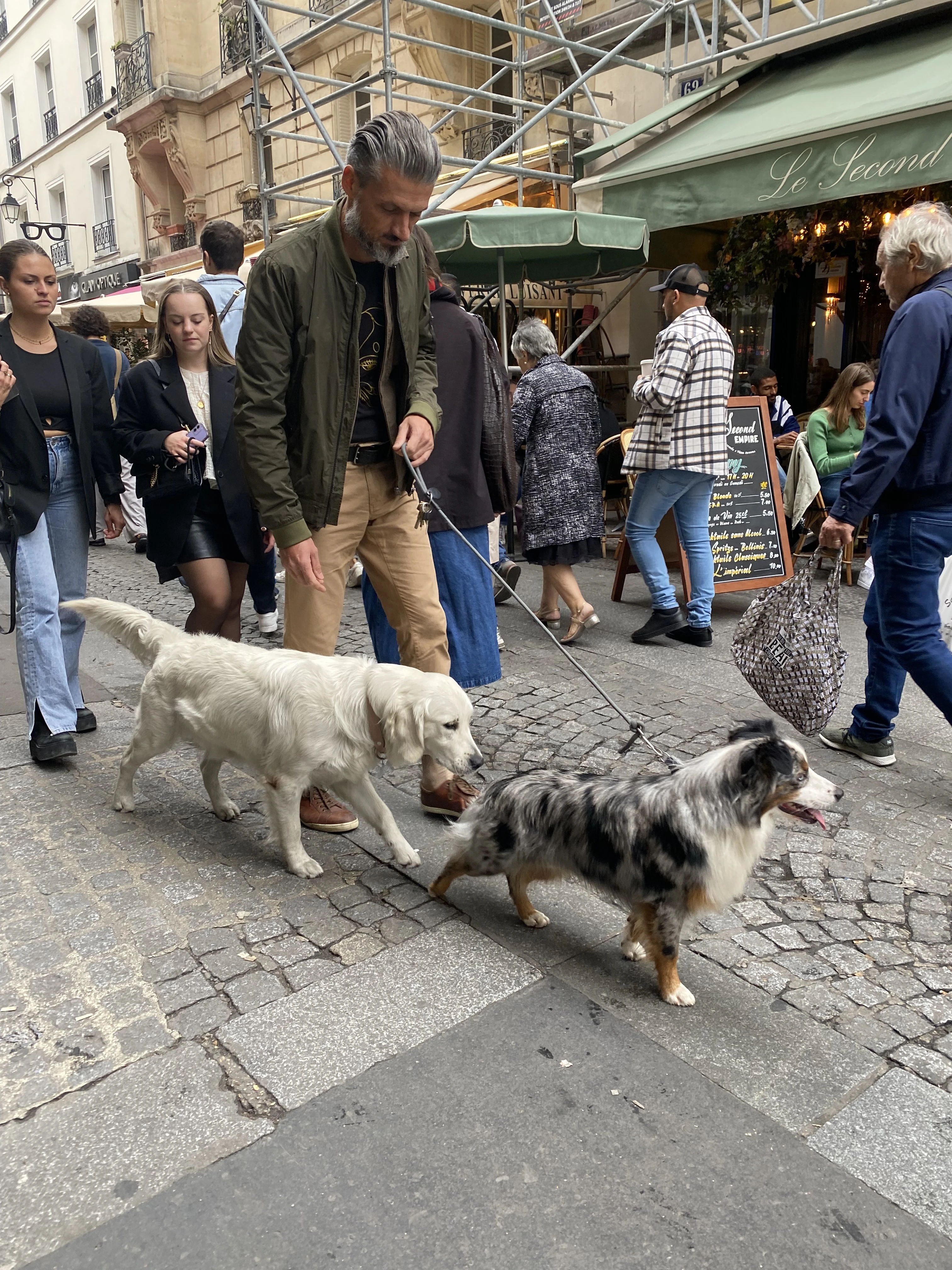 【パリの犬たち】おしゃれな犬をパパラッチ！_1_2-3