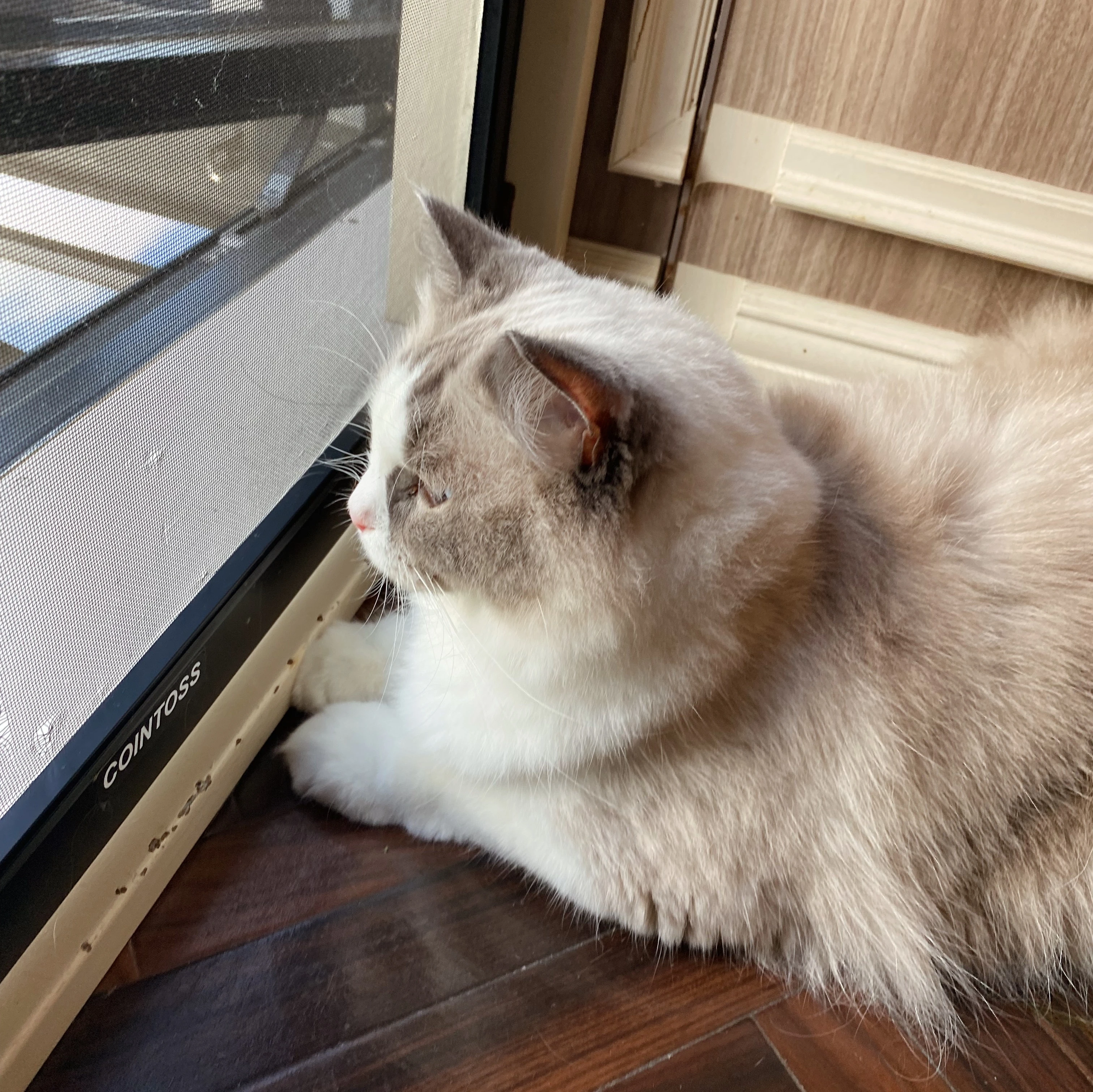 猫カフェ　ネコ　窓