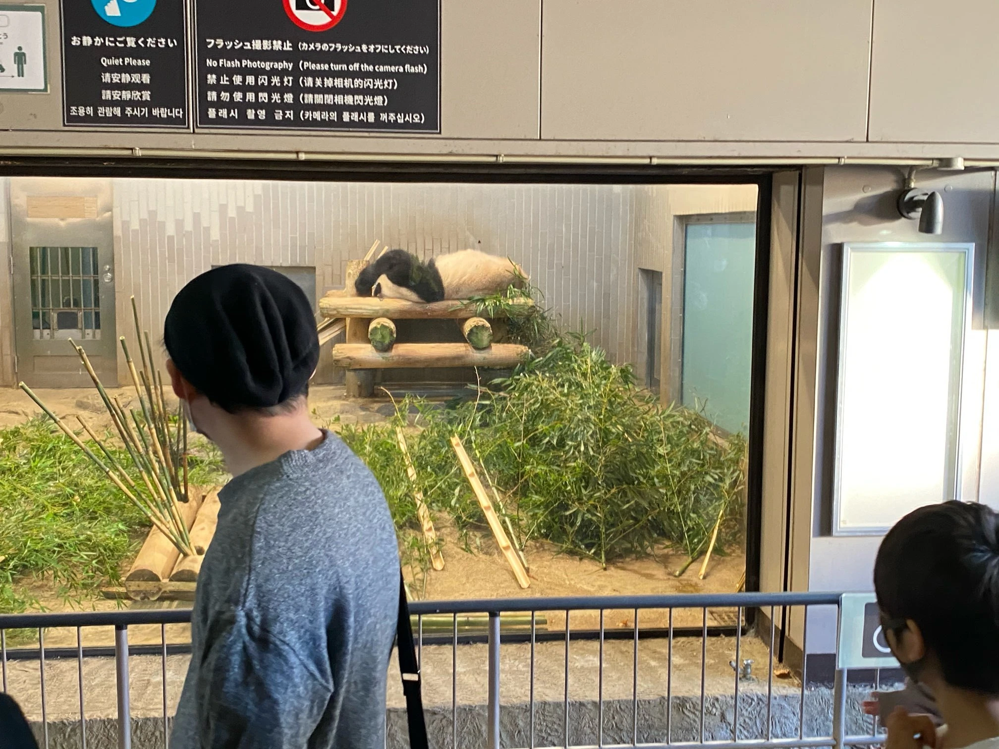 【上野動物園】シャンシャンが帰国する前に！！_1_3