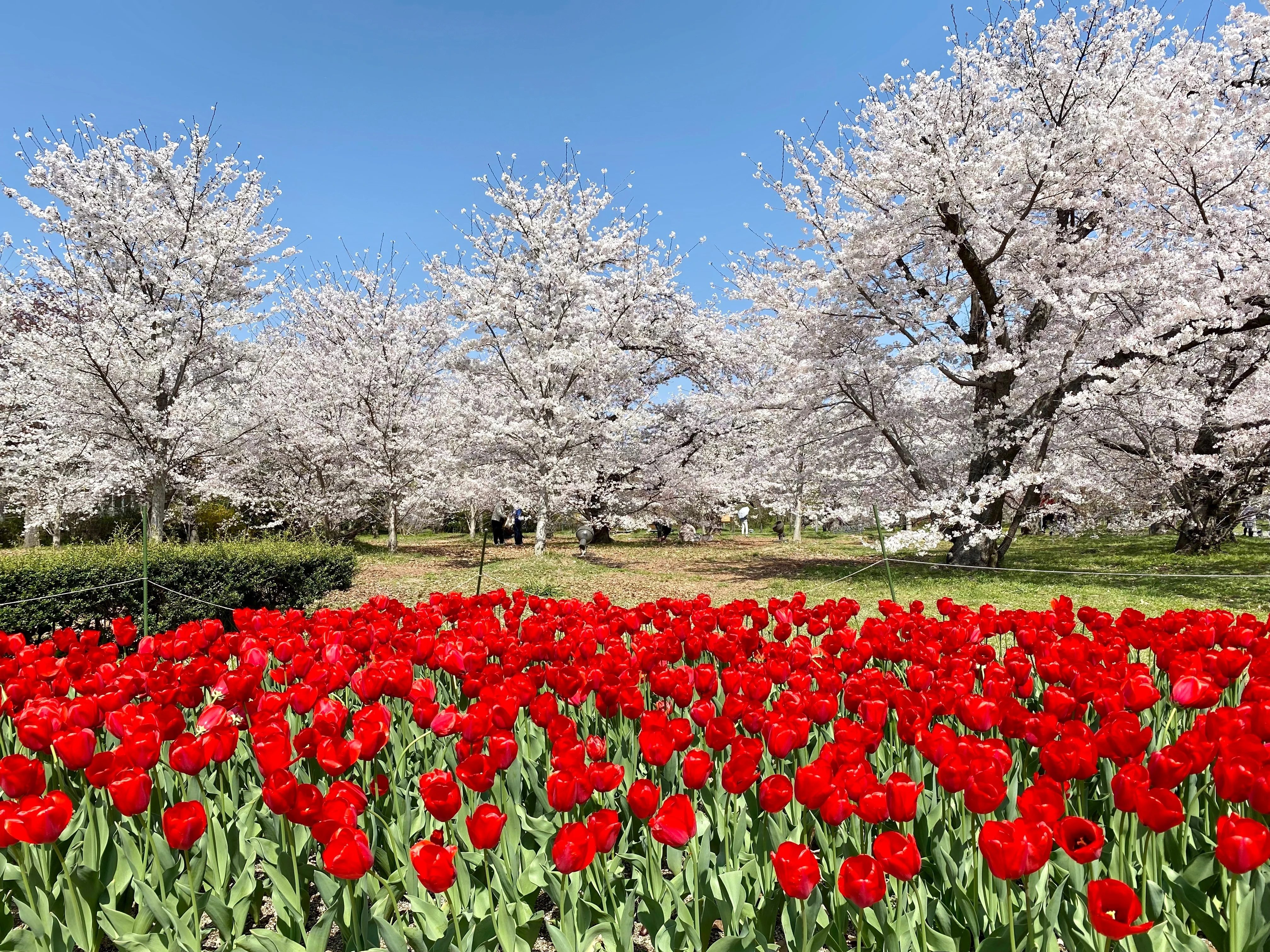 【お花見】「京都府立植物園」名物！満開の桜とチューリップのコラボを見逃すな！_1_11