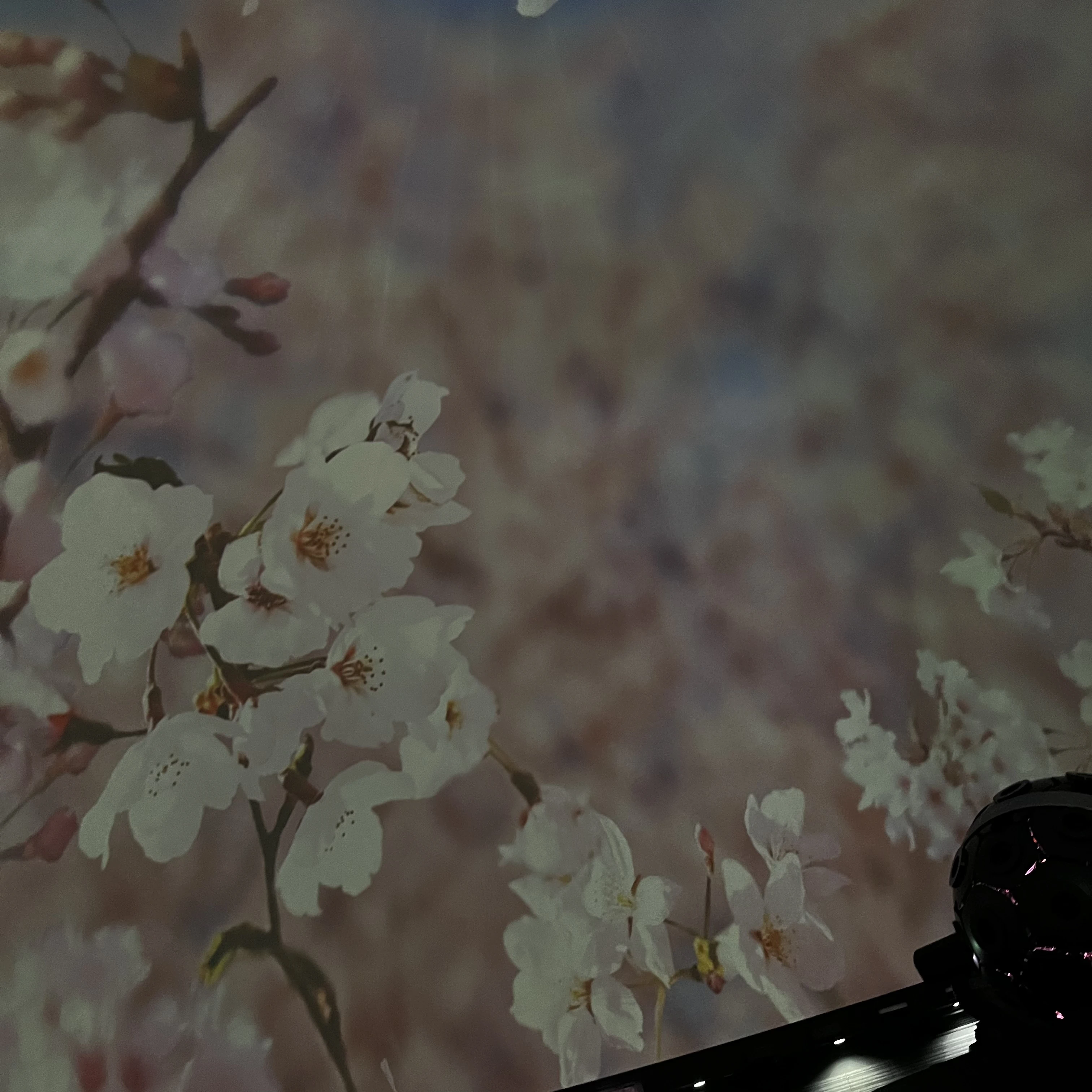 プラネタリウム　お花見　桜ウェルカムドーム