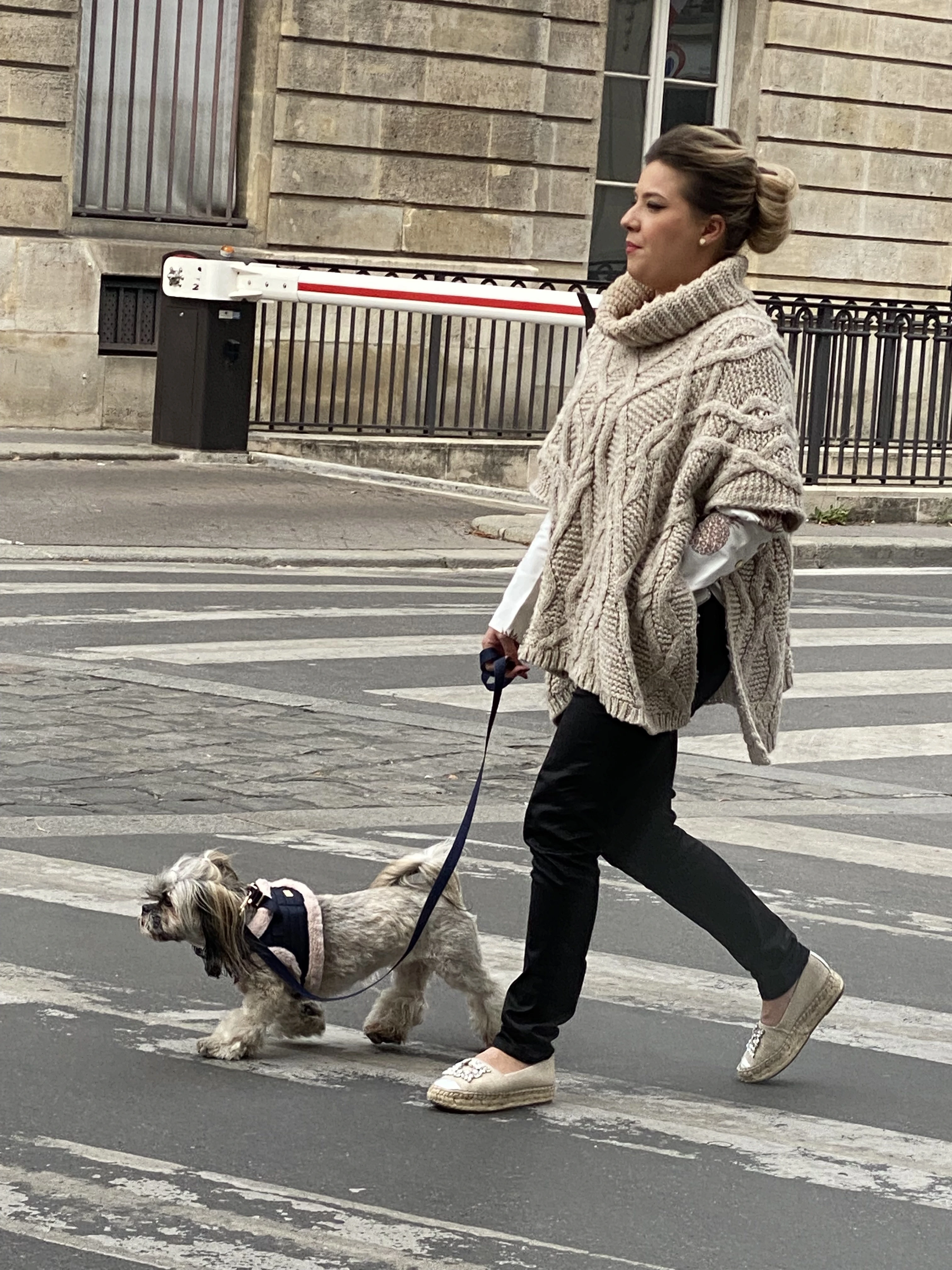 【パリの犬たち】おしゃれな犬をパパラッチ！_1_2-2