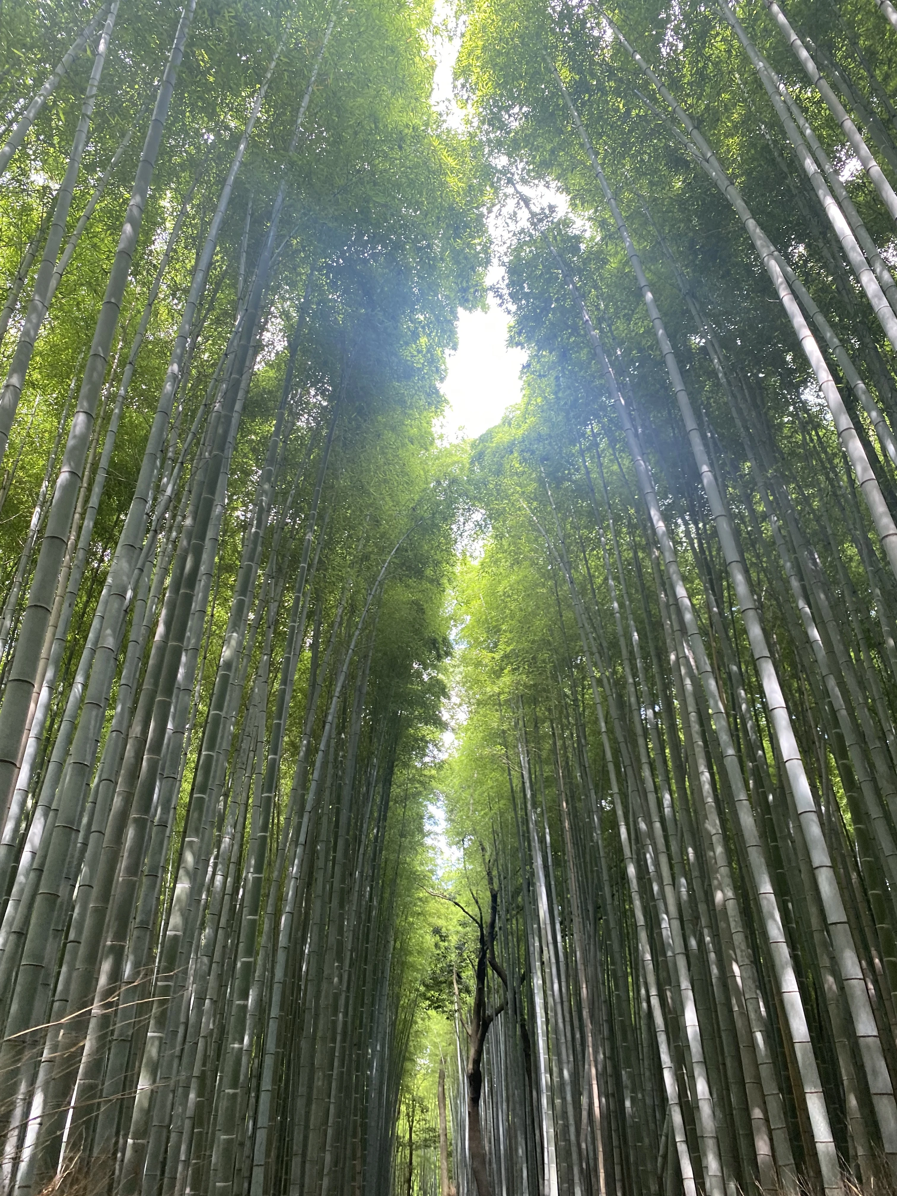 【京都·嵐山】風情ある嵐山でゆったりまったり散策！非日常を味わいながら食べ歩きも！_1_7-2