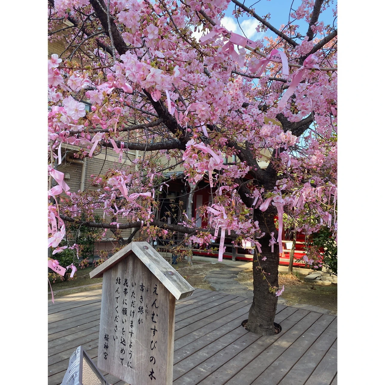 桜神宮　えんむすびの木　桜新町