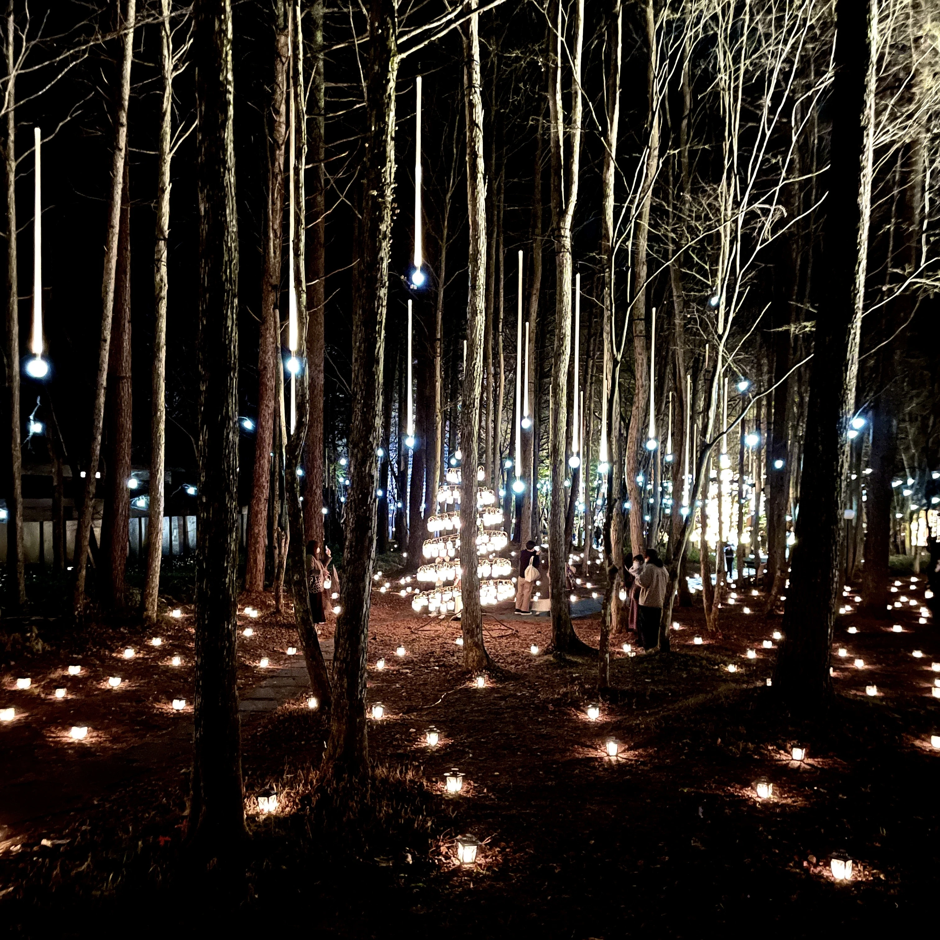 【軽井沢高原教会 星降る森のクリスマス】　幻想的な光が灯る、軽井沢高原教会前の森