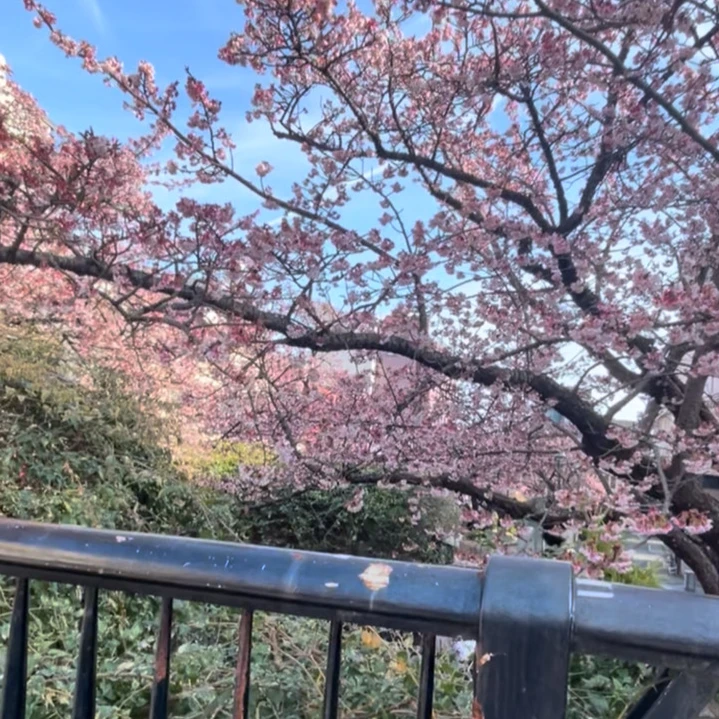 熱海市　糸川遊歩道　桜