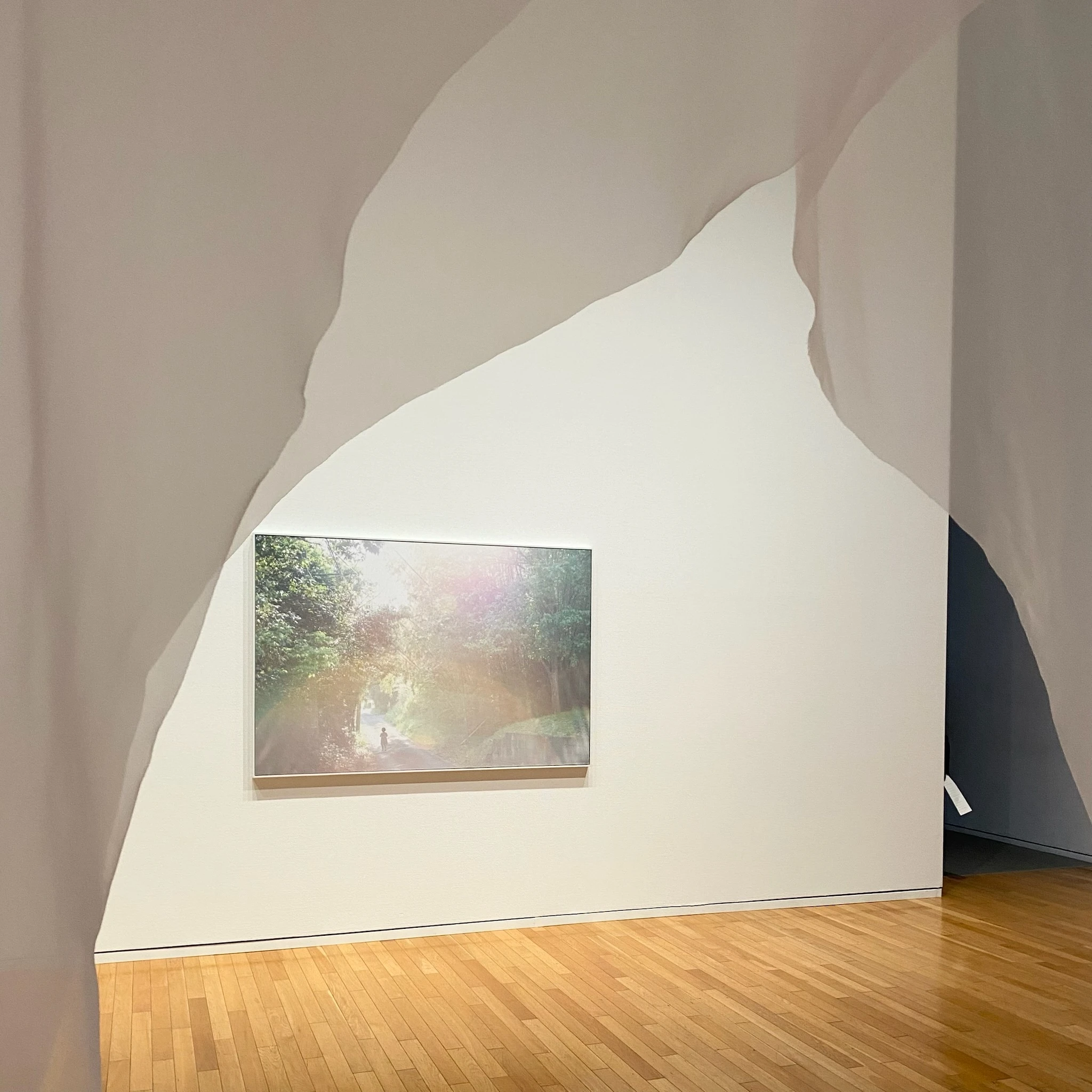 写真家・川内倫子さんの写真展「M/E 球体の上  無限の連なり」の様子。薄い布の中から、白い壁にかけられた写真を撮った写真です。展示されている写真は、自然の中に光が差している様子です。