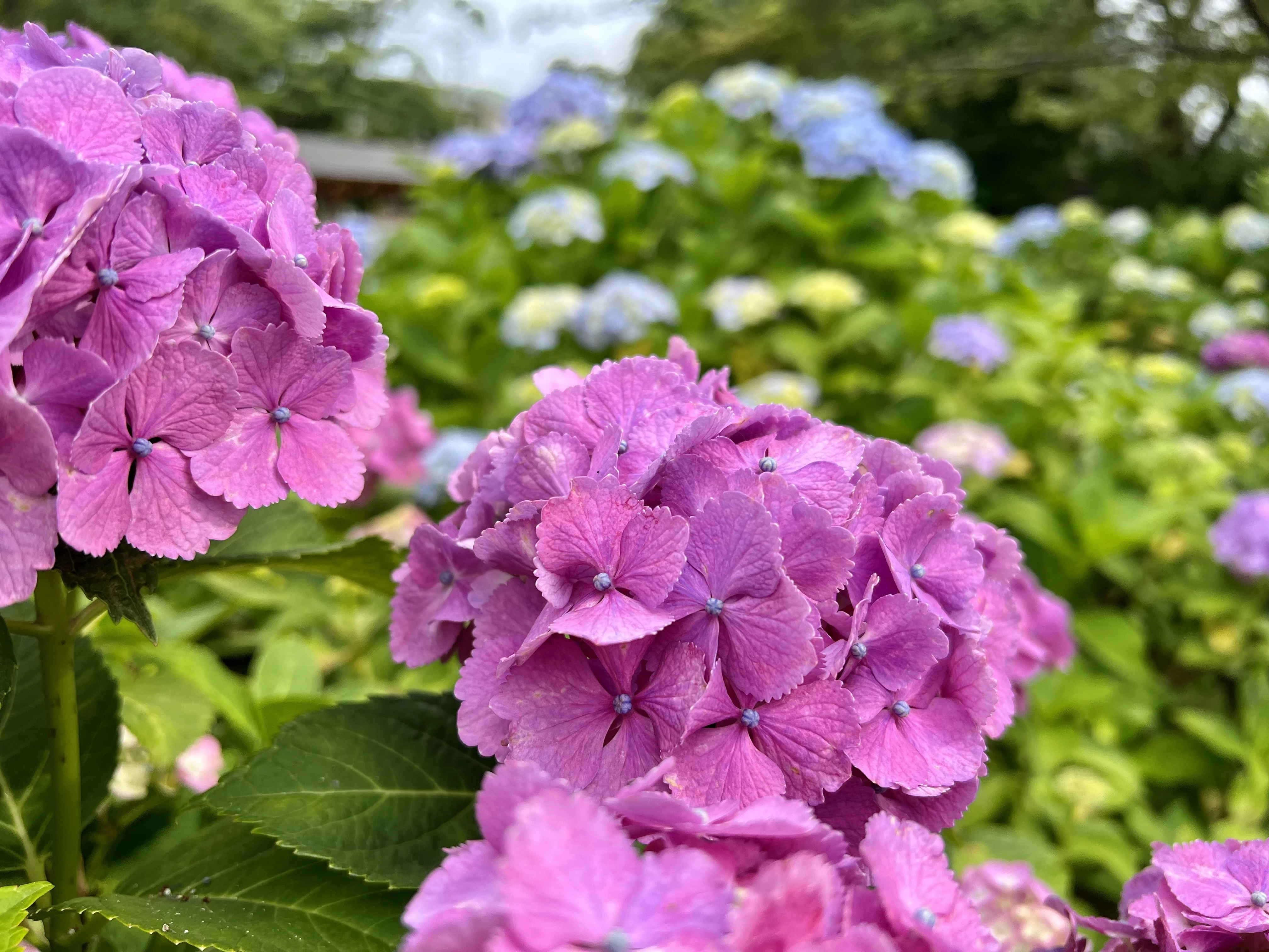 本土寺の紫陽花の写真