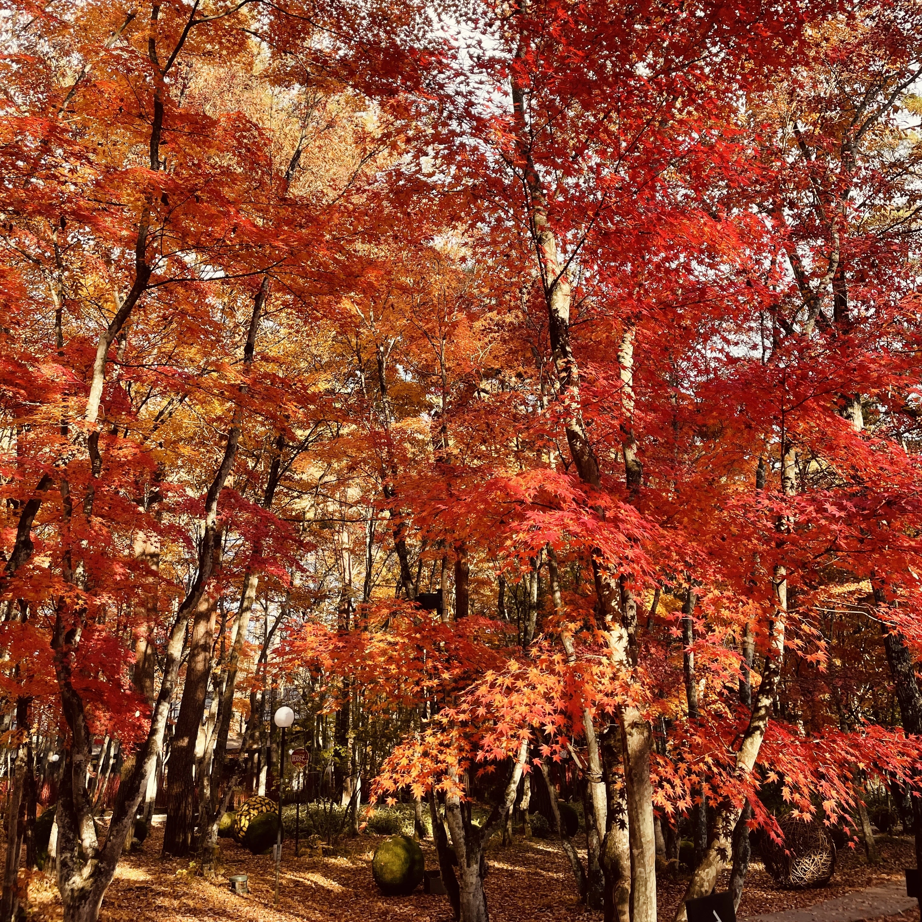 軽井沢高原教会　モミジやカツラが紅葉のグラデーションを魅せる