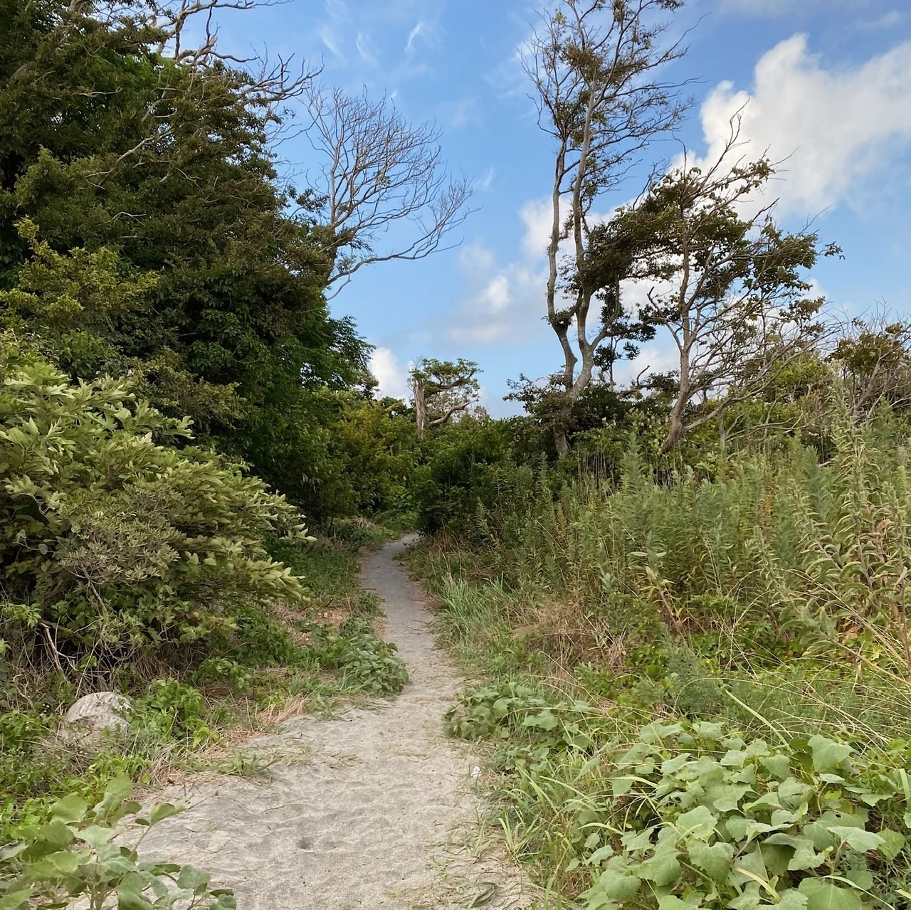 沖ノ島公園　森　自然