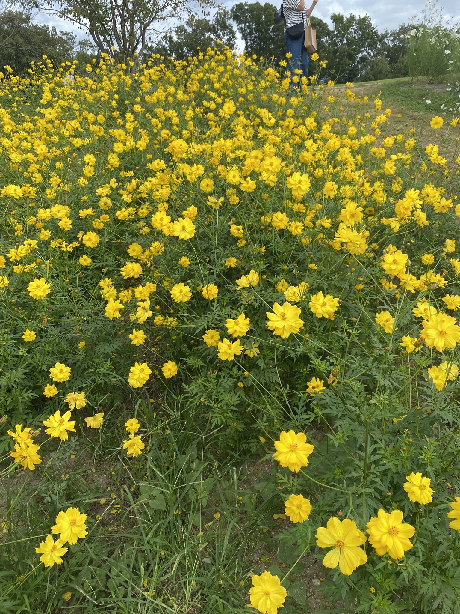 【大阪】私の地元、ここがすごいんです！万博記念公園で季節のお花を！_1_8-2