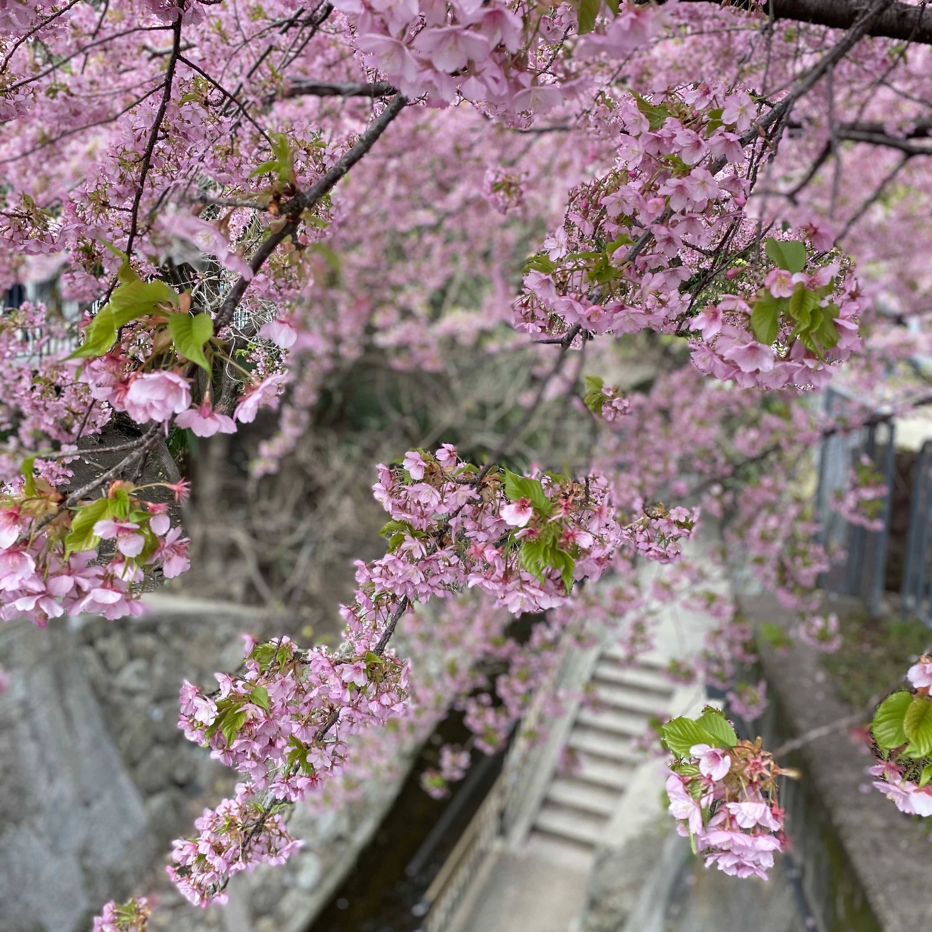春になると川と桜が楽しめる