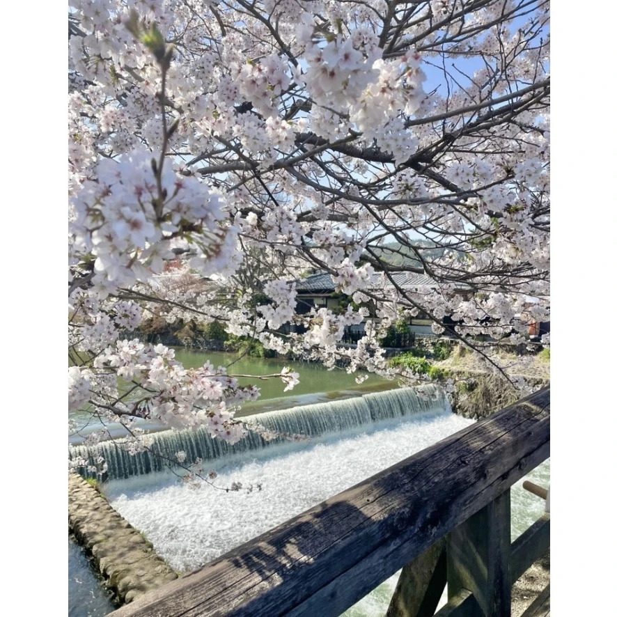 嵐山　渡月橋　桜