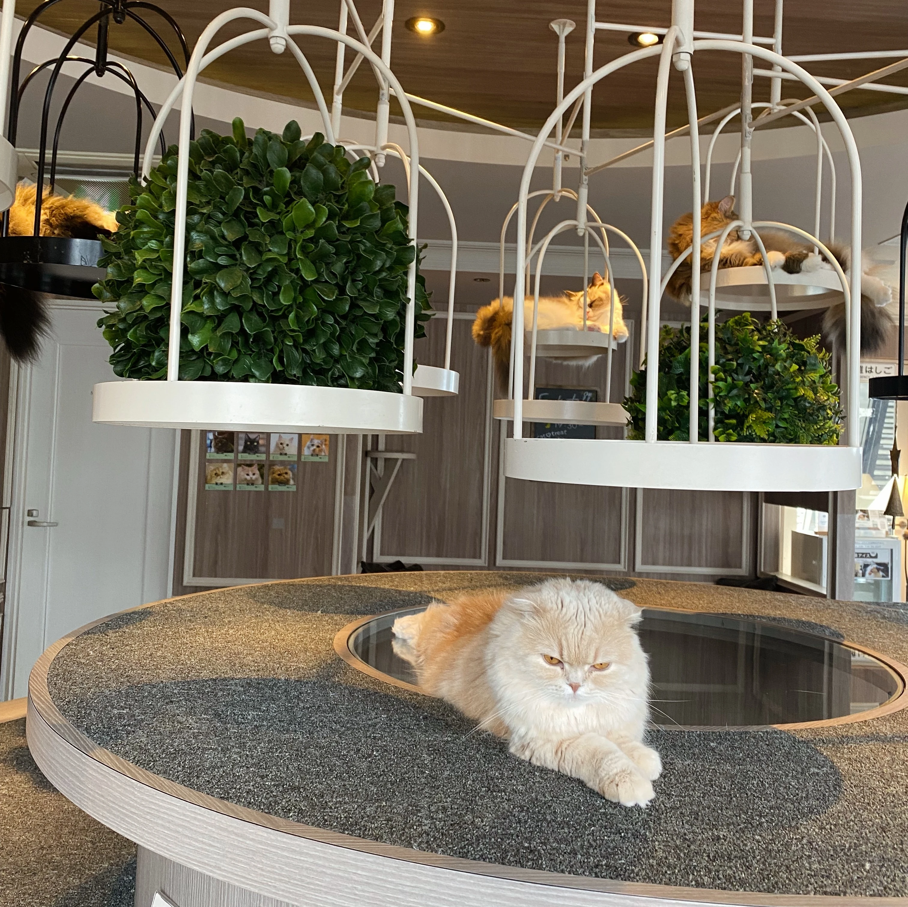 猫カフェ　ネコ　お店