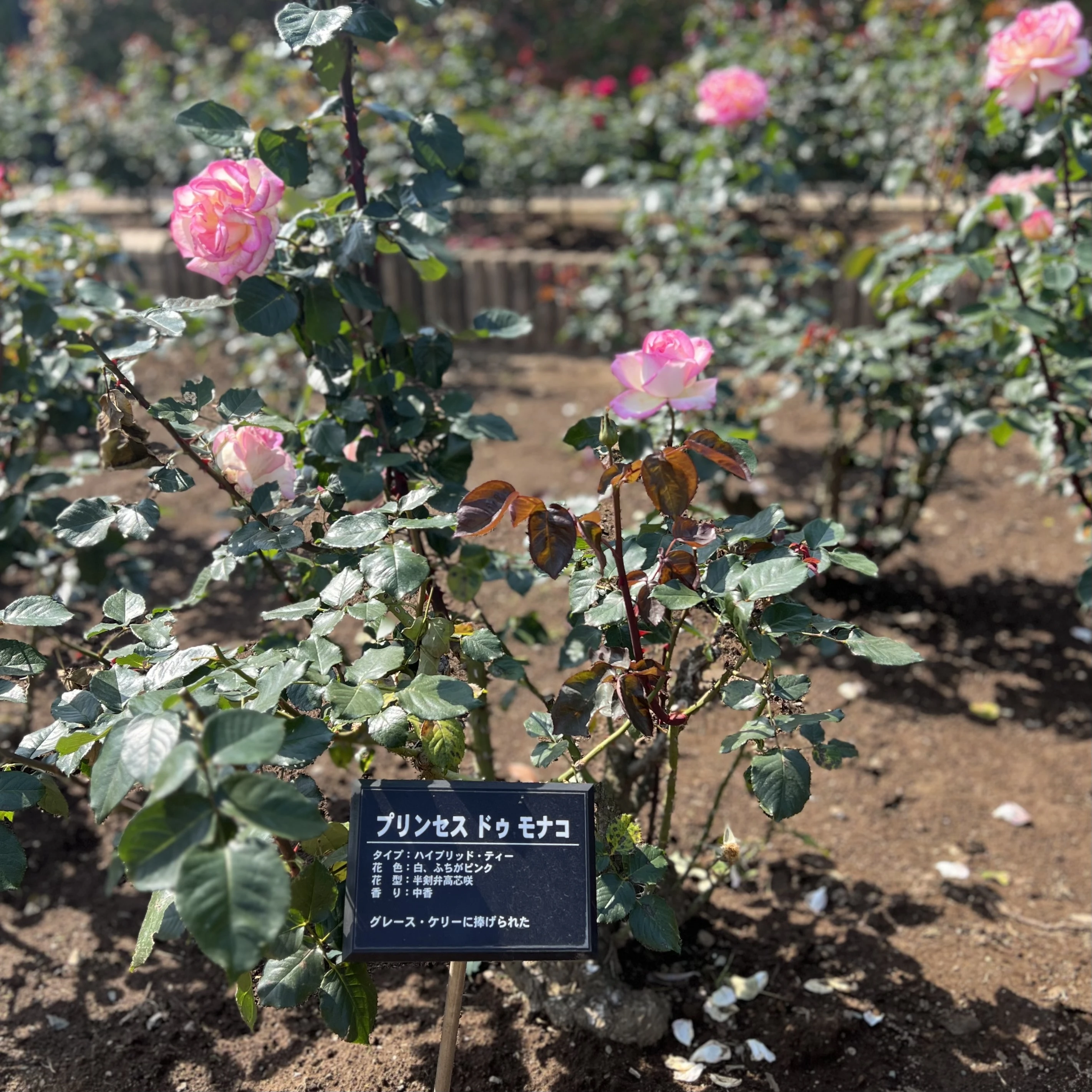 『西洋庭園バラ園』に咲くプリンセスドゥモナコ
