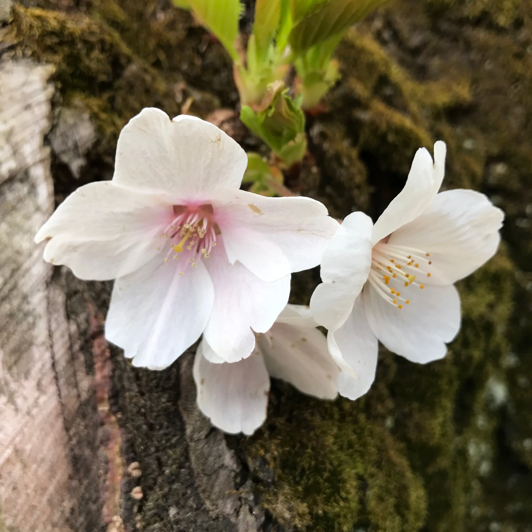 桜の季節ですね…♡_1_3