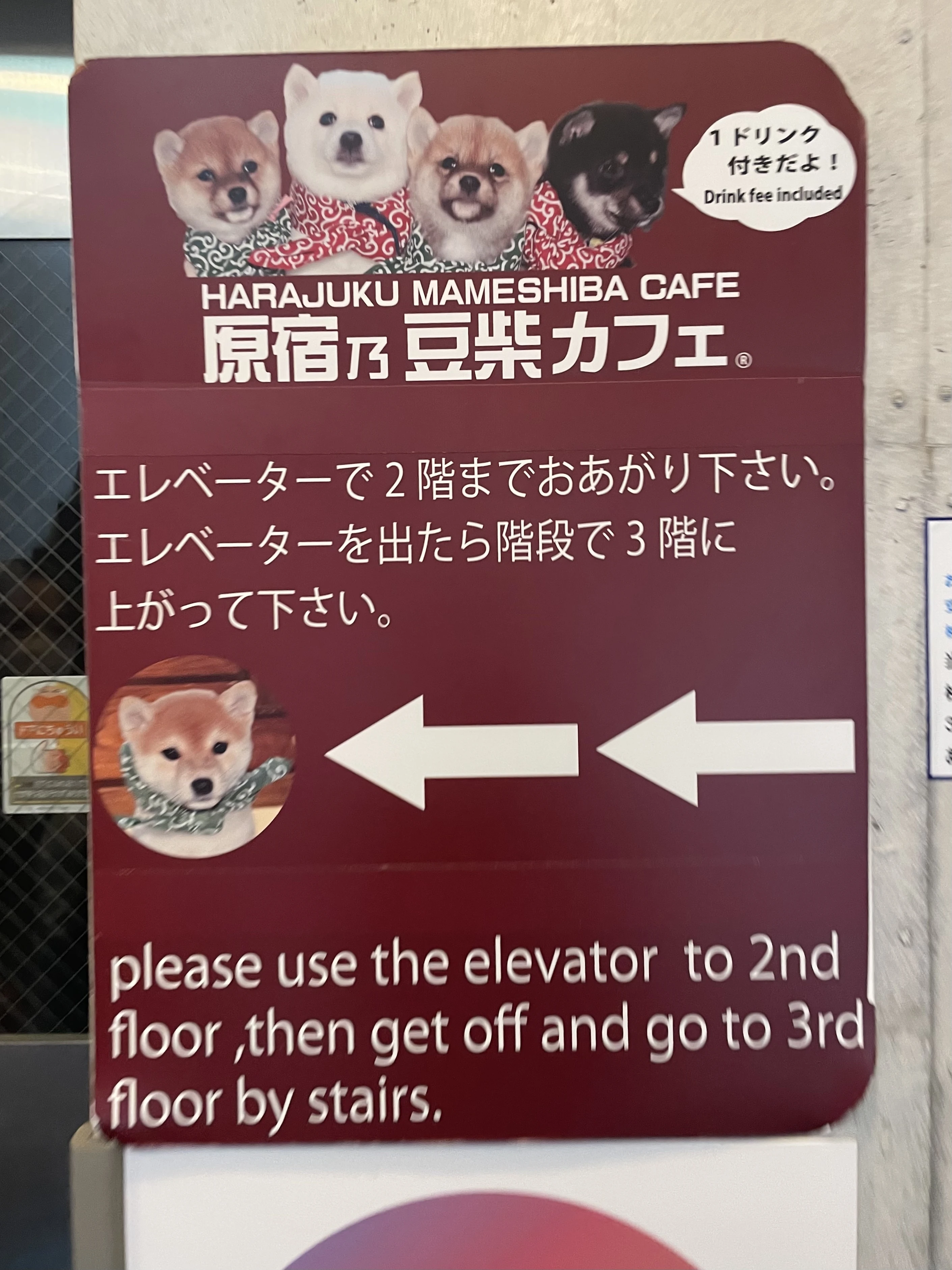 原宿乃豆柴カフェ　柴犬　エレベーター