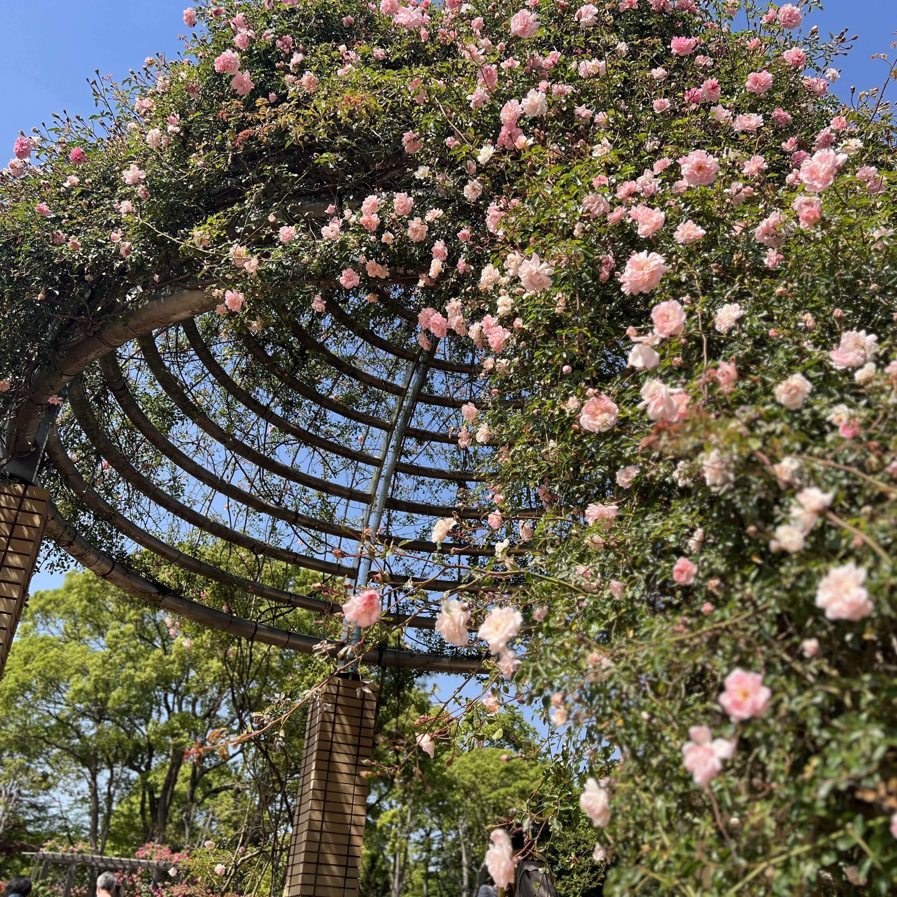 『西洋庭園バラ園』の中央に位置する庭園のシンボル ドーム