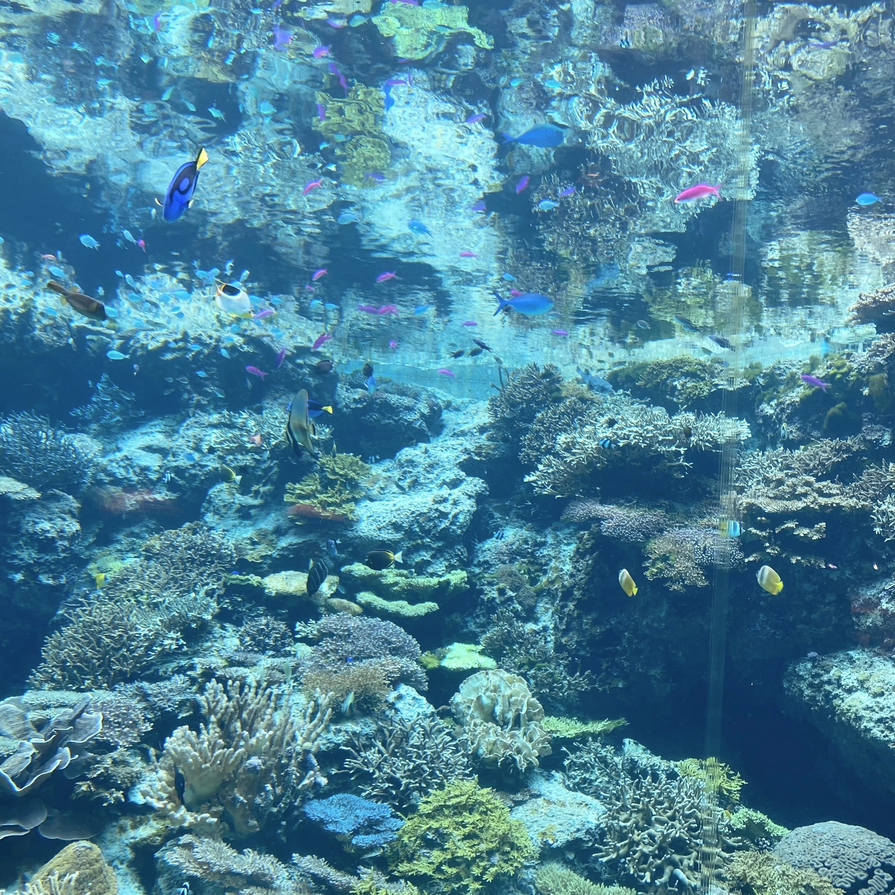 サンゴ礁、熱帯魚、美ら海水族館
