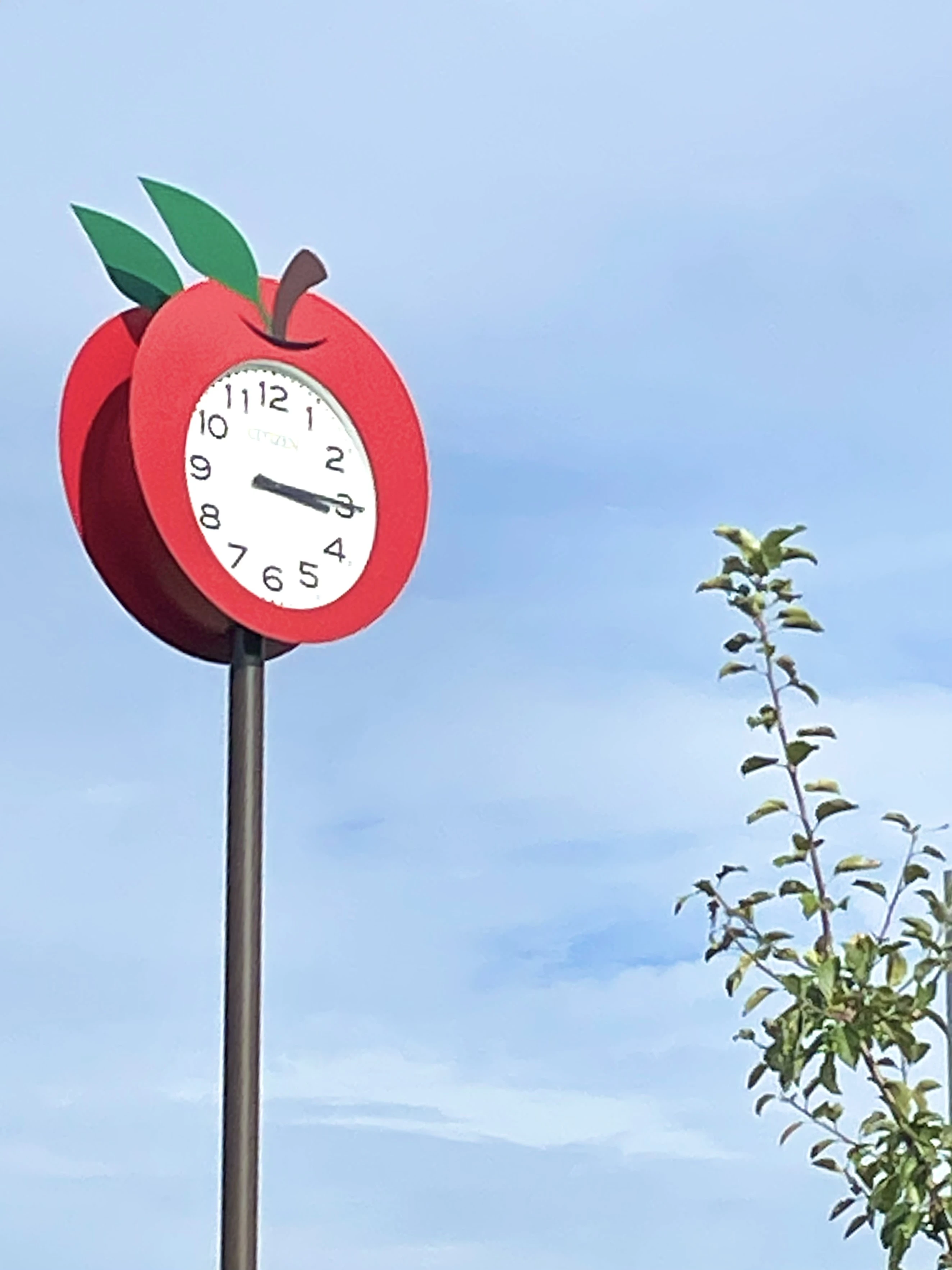 【りんご狩り】青森県でりんごを楽しみたいならここ！弘前市「りんご公園」_1_6