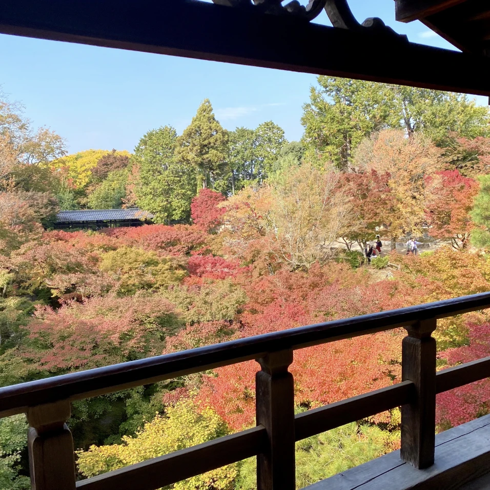 東福寺からみた紅葉の景色2