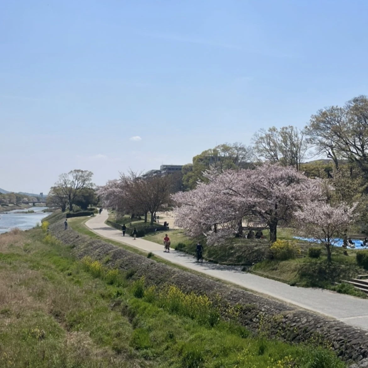 桜が咲いている鴨川の写真