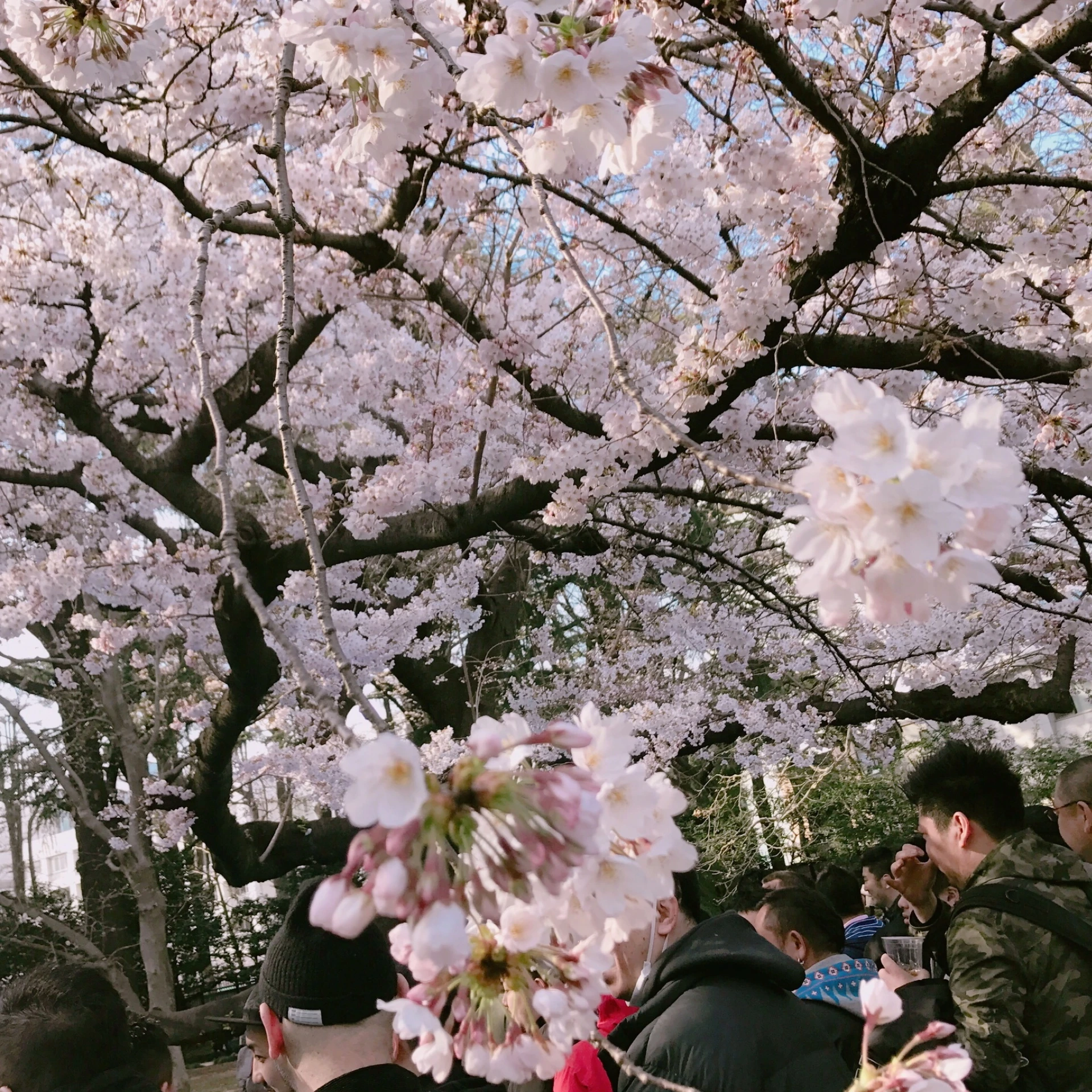桜の季節ですね…♡_1_1